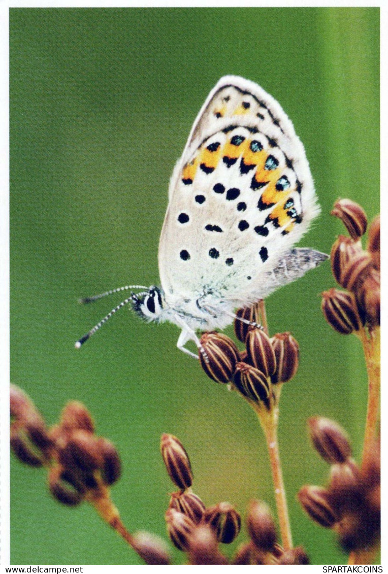 PAPILLONS Animaux Vintage Carte Postale CPSM #PBS448.FR - Mariposas