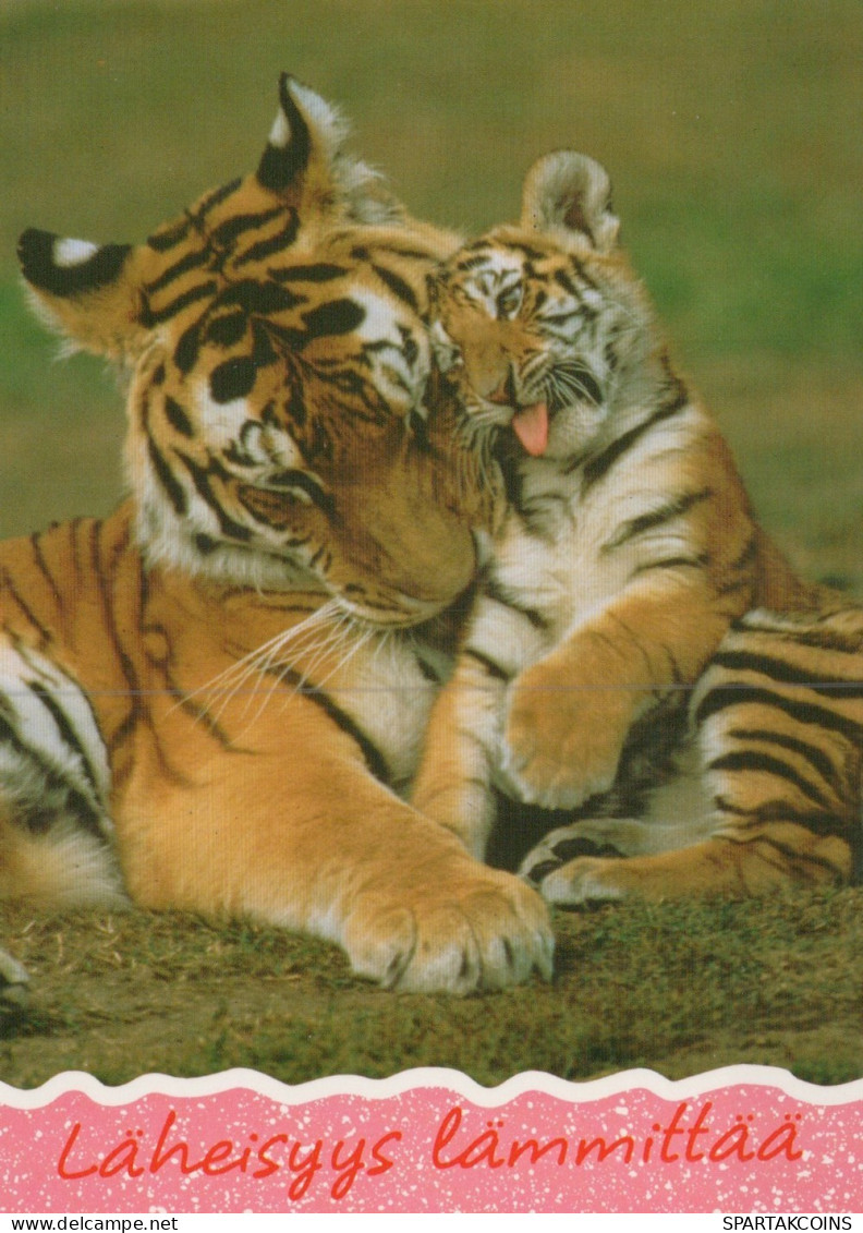 TIGRE GROS CHAT Animaux Vintage Carte Postale CPSM Unposted #PAM026.FR - Tijgers