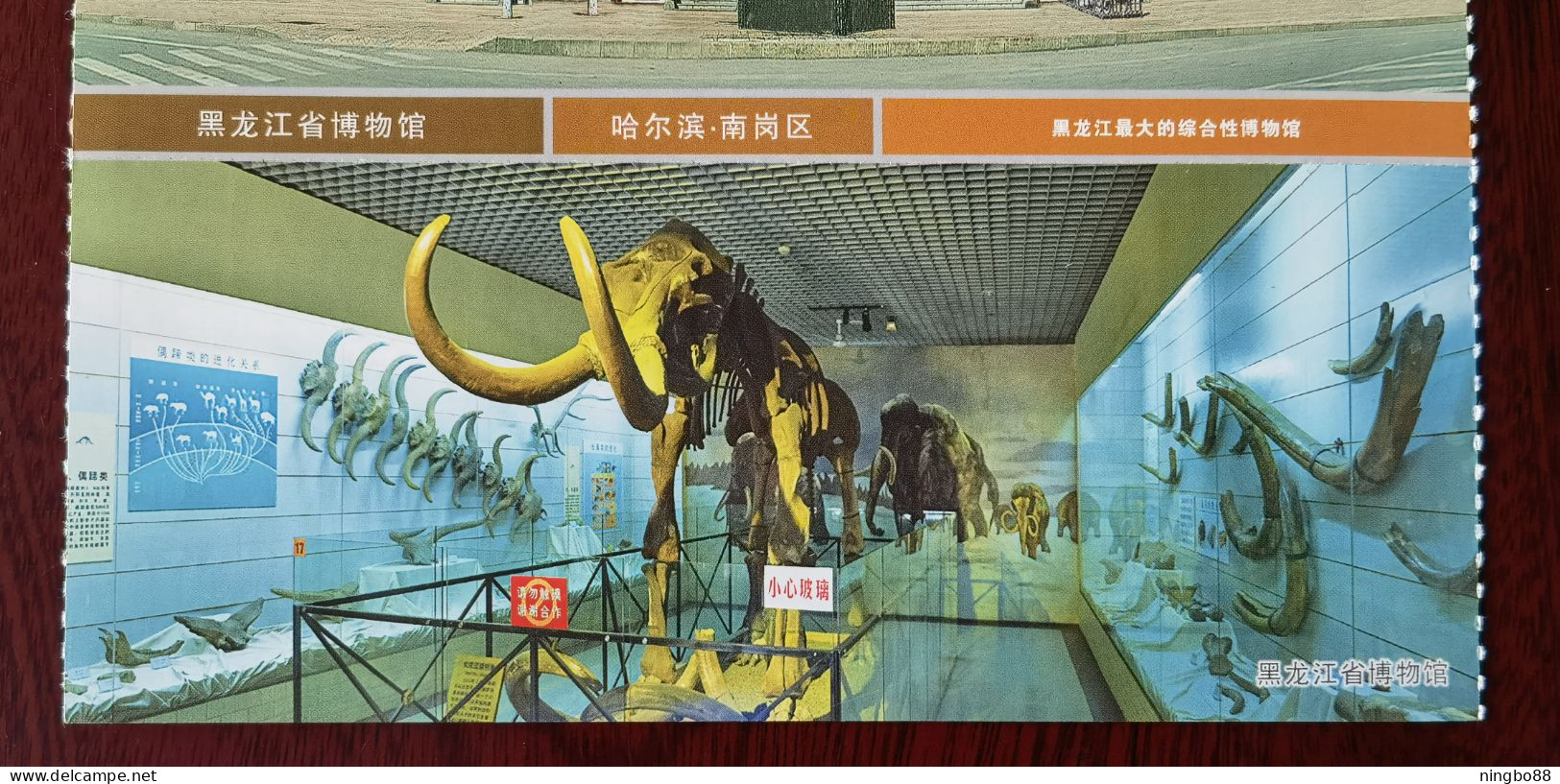 Mammuthus Sungari Bone Fossil,Mandschurosaurus Dinosaur,Pterosaur,CN 10 Heilongjiang Museum Top 100 Attractions PSC - Fósiles