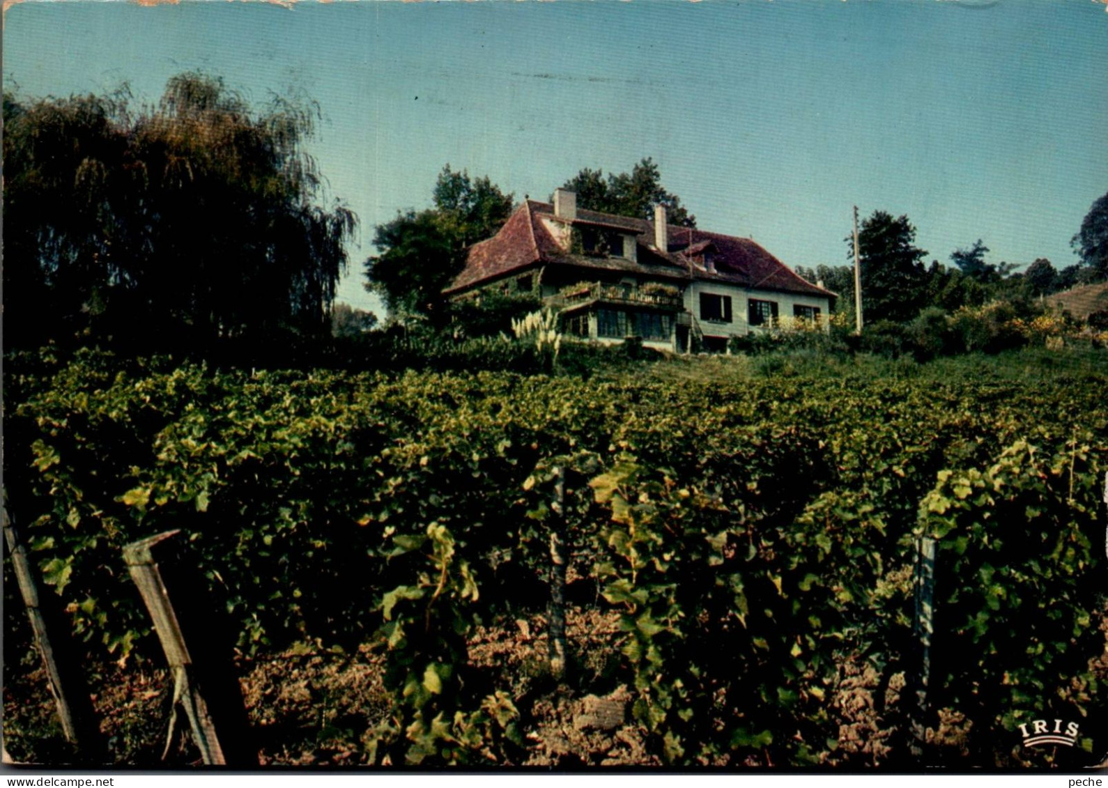 N°803 Z -cpsm Monbazillac Sigoules -dans Les Vignobles -"les Ruines" - Vignes