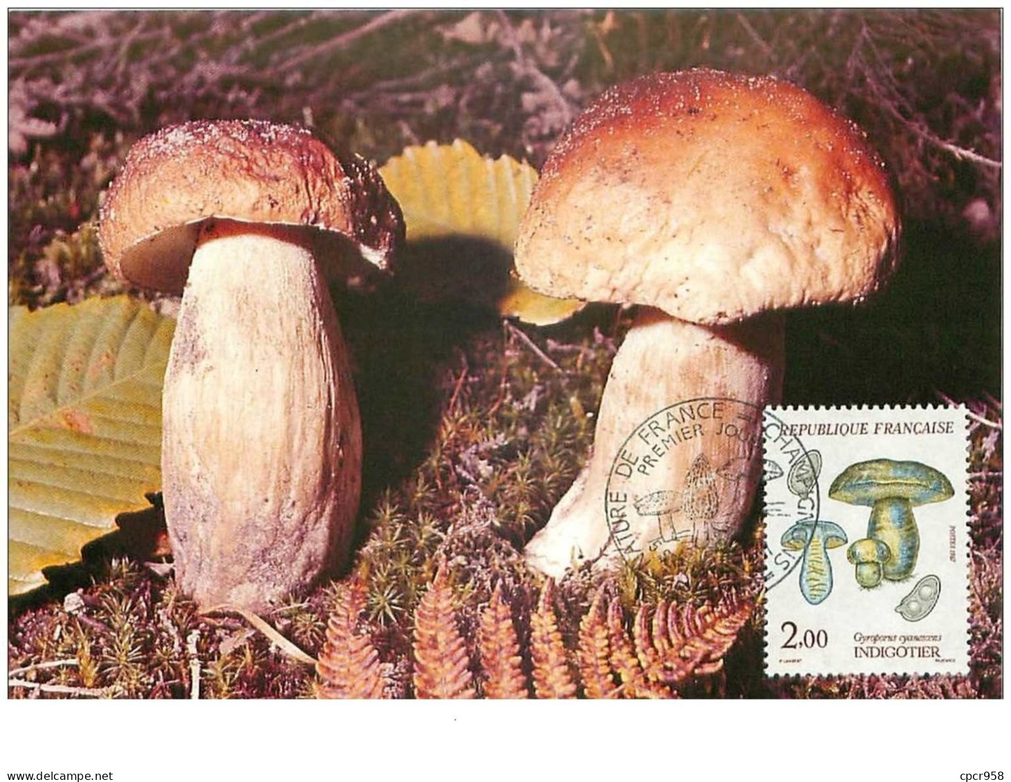 CHAMPIGNONS.n°28471.L'INDIGOTIER.CARTE MAXIMUM - Champignons