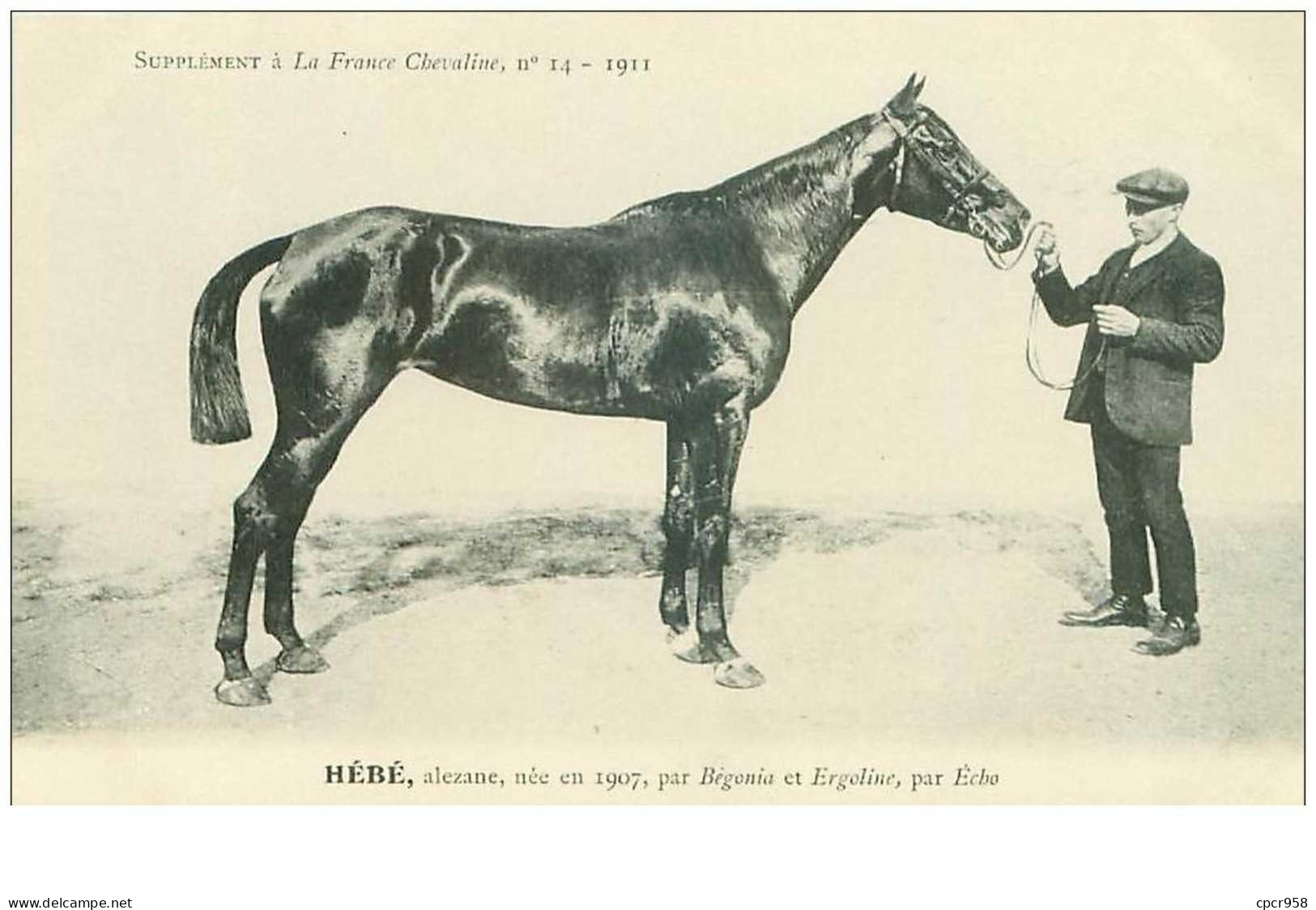 Hippisme.n°37624.hebe.alezane .1911.CHEVAUX.SUPPLEMENT A LA FRANCE CHEVALINE.course.cheval.jokey. - Reitsport