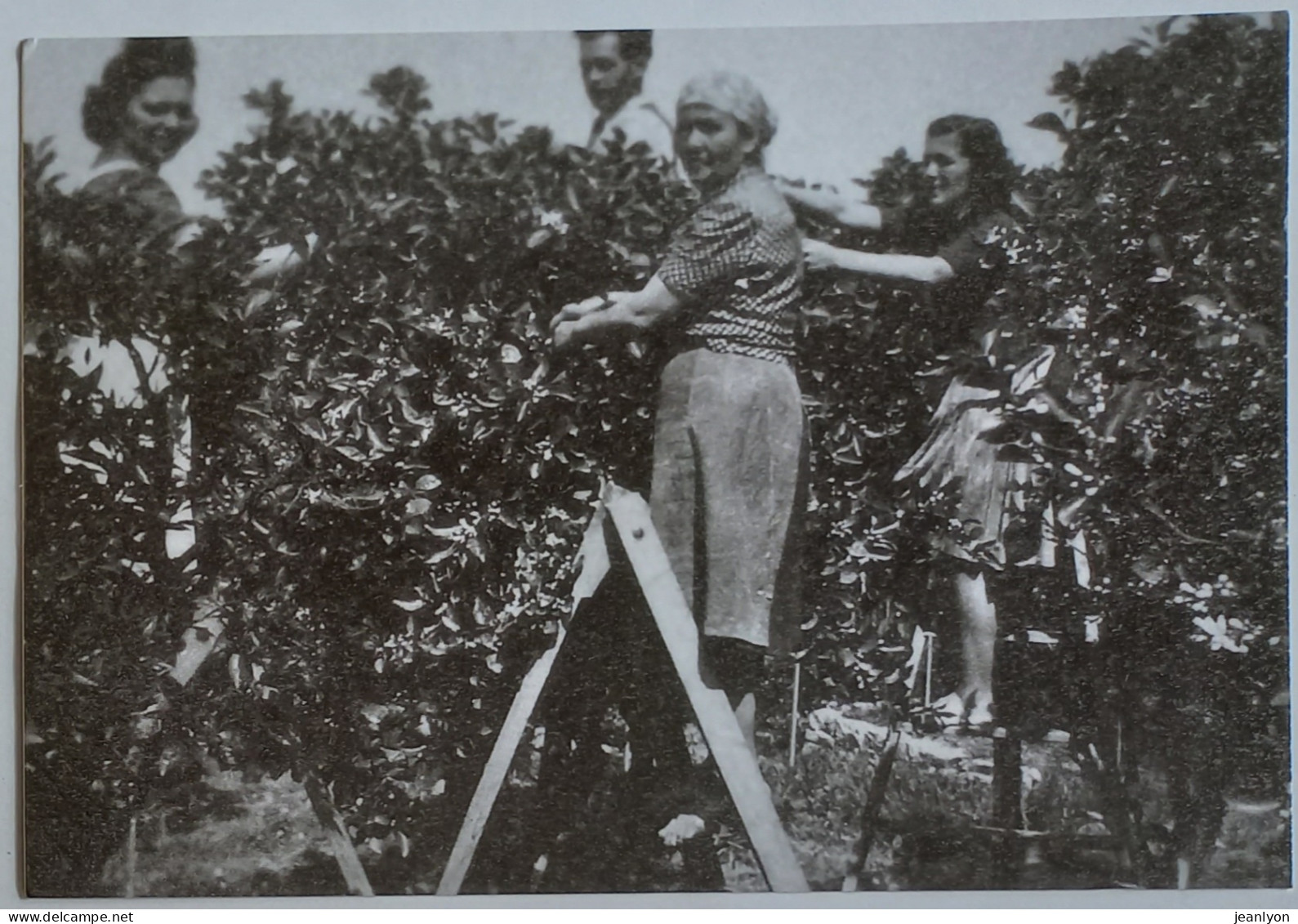 PARFUMEUR FRAGONARD GRASSE - Cueillette De La Fleur D'oranger - Carte Postale Moderne Reproduisant Photo Ancienne - Artigianato