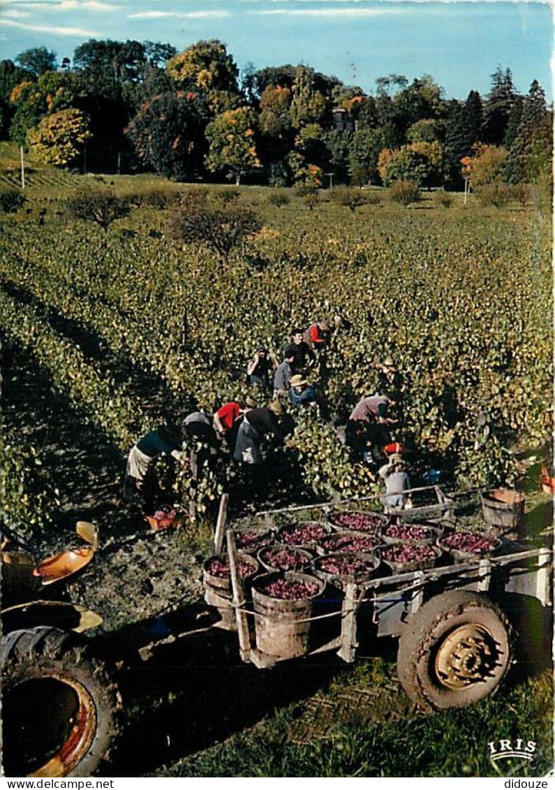 Vignes - Bordeaux - Scènes De Vendanges - CPM - Voir Scans Recto-Verso - Vignes