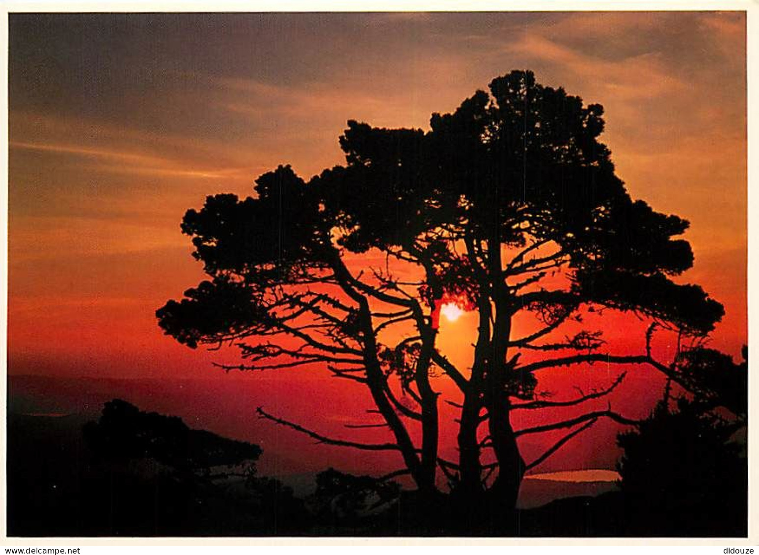 Coucher De Soleil - CPM - Voir Scans Recto-Verso - Contre La Lumière