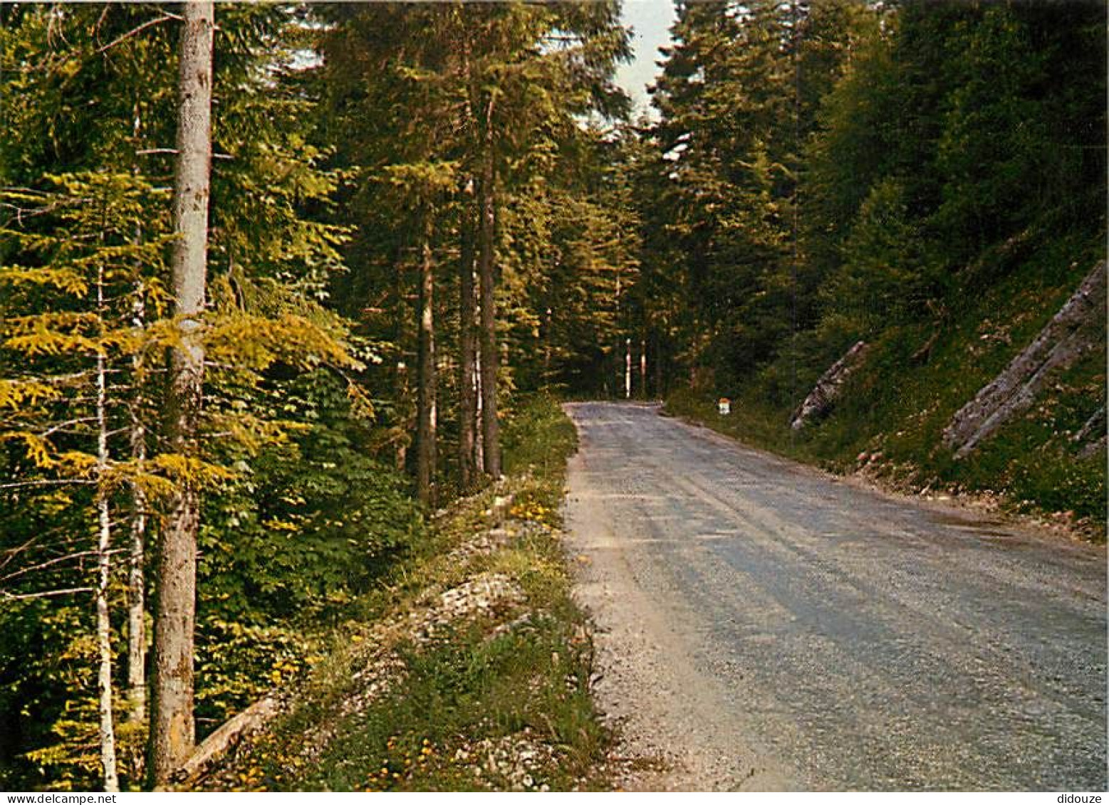 Forêt - Arbres - CPM - Voir Scans Recto-Verso - Bomen