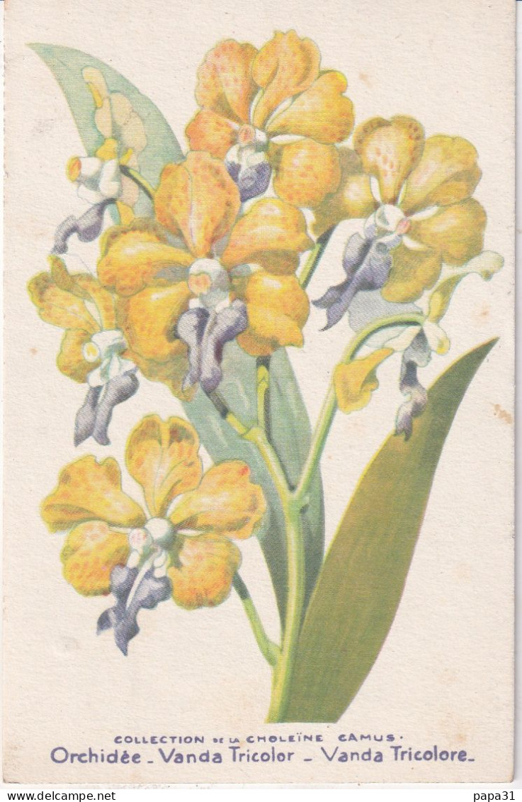 Orchidée Vanda Tricolor   - Illeustrateur - Fleurs