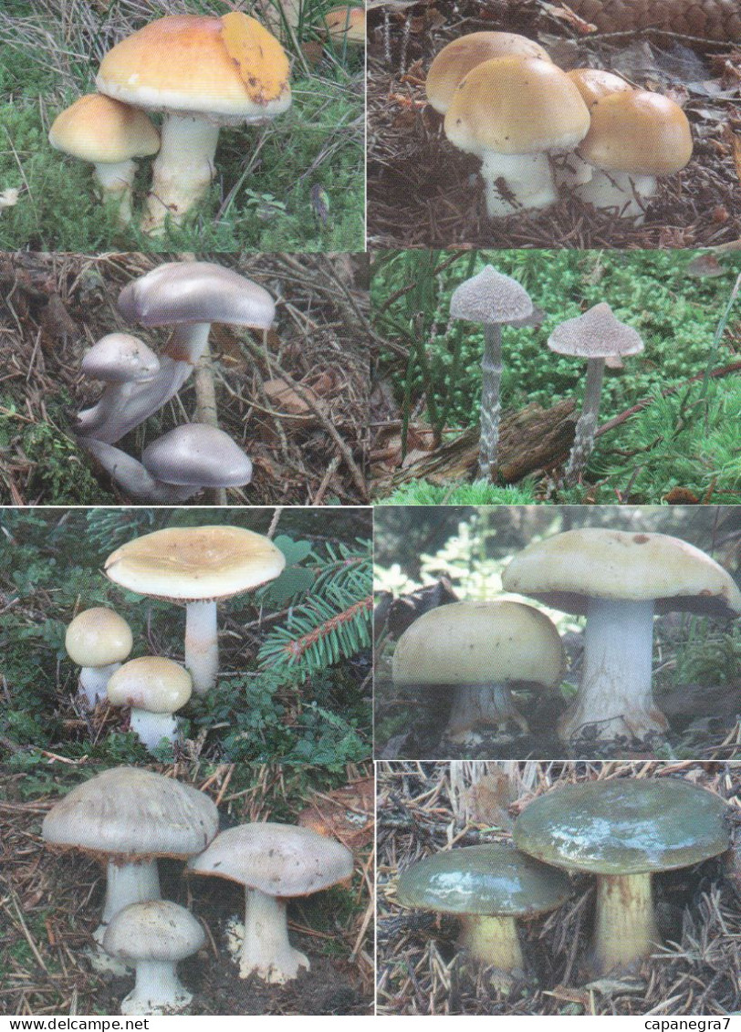 8 Pc. Cortinarius, Mushrooms, OFTIS, Czech Rep.  2010,  95 X 65 Mm - Klein Formaat: 2001-...