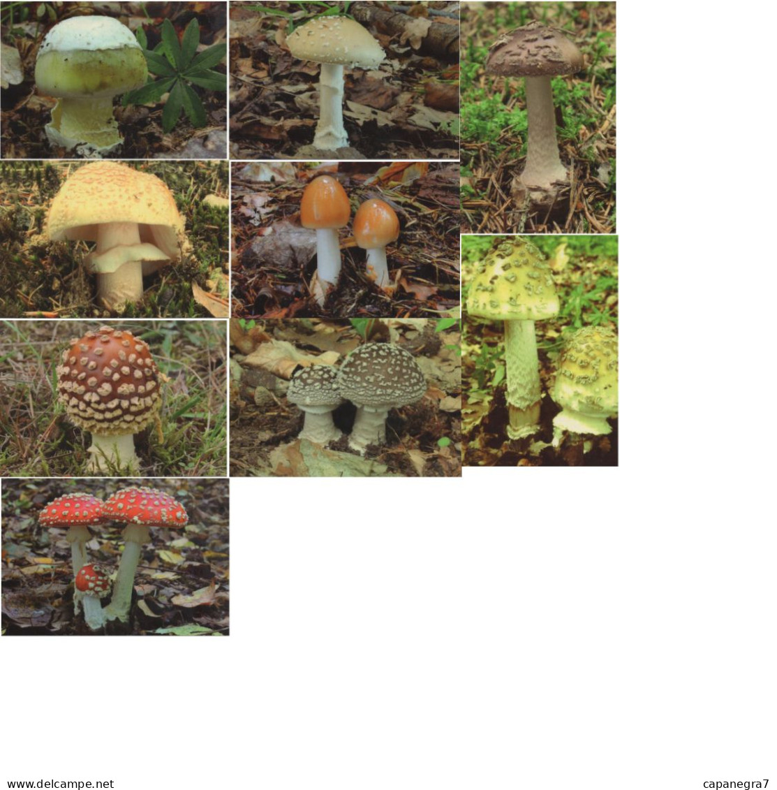 9 Pc. Amanita, Mushrooms, OFTIS, Czech Rep.  2018,  95 X 65 Mm - Klein Formaat: 2001-...