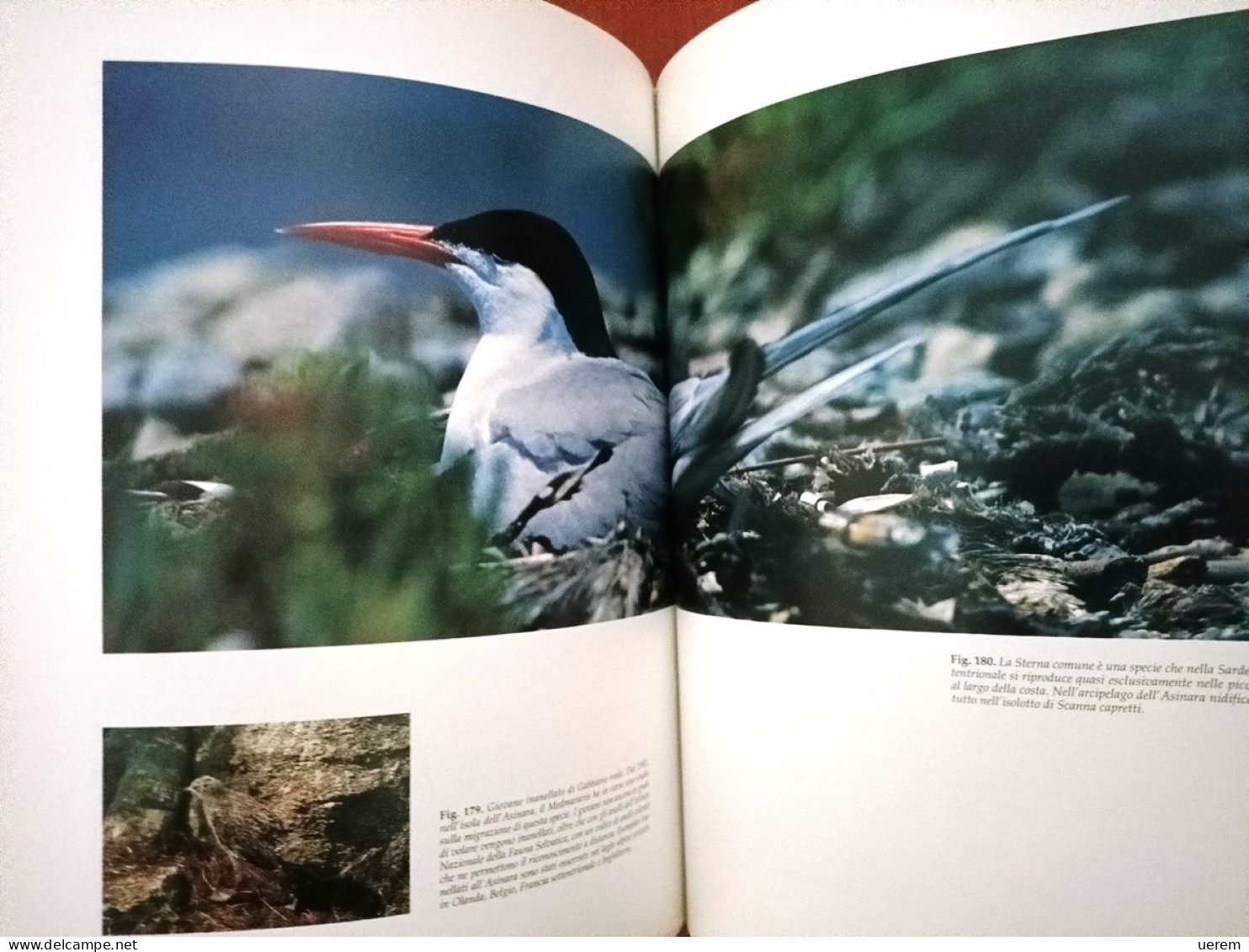 1993 Sardegna Asinara AA.VV. Asinara. Storia, natura, mare e tutela dell'ambiente Sassari, Carlo Delfino Editore 1993