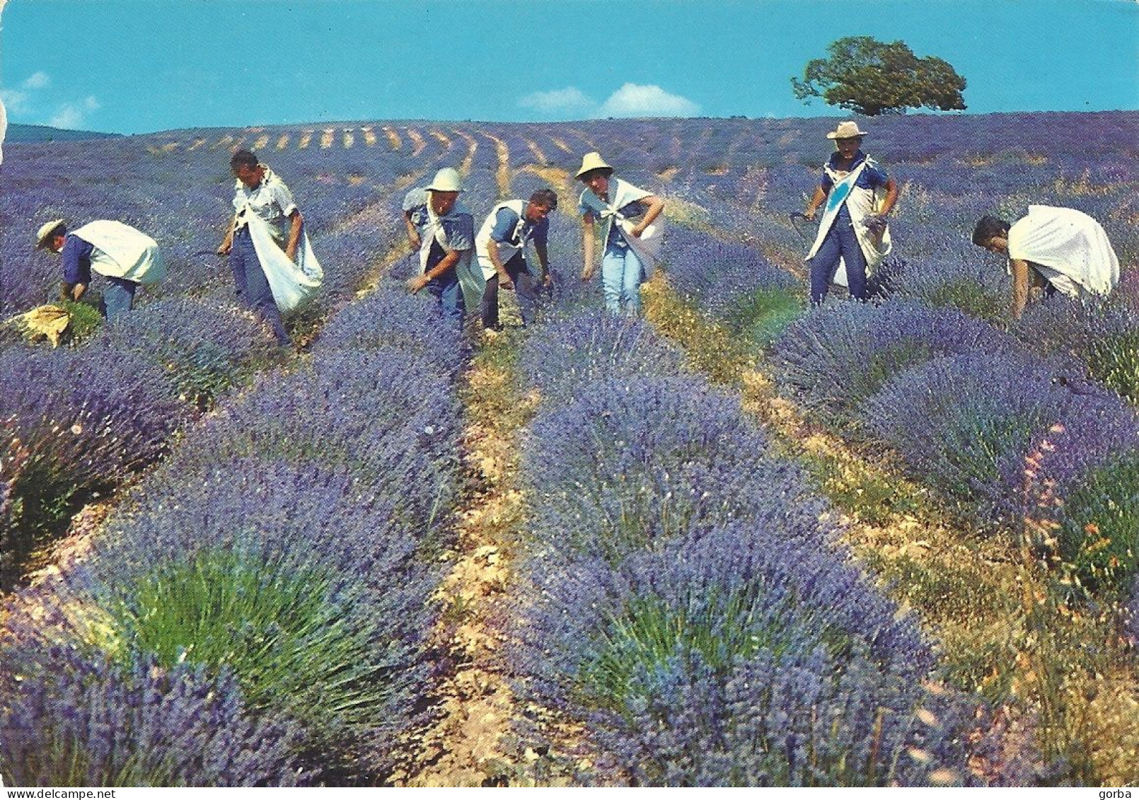 *CPM - FRANCE - PACA - La Cueillette De La Lavande En PROVENCE - Provence-Alpes-Côte D'Azur