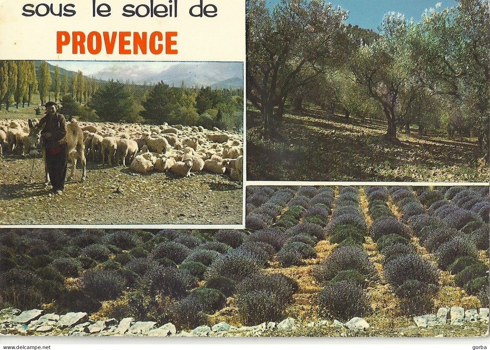 *CPM - FRANCE - PACA - Sous Le Soleil De Provence - Multivues - Moutons, Oliviers, Lavande - Provence-Alpes-Côte D'Azur