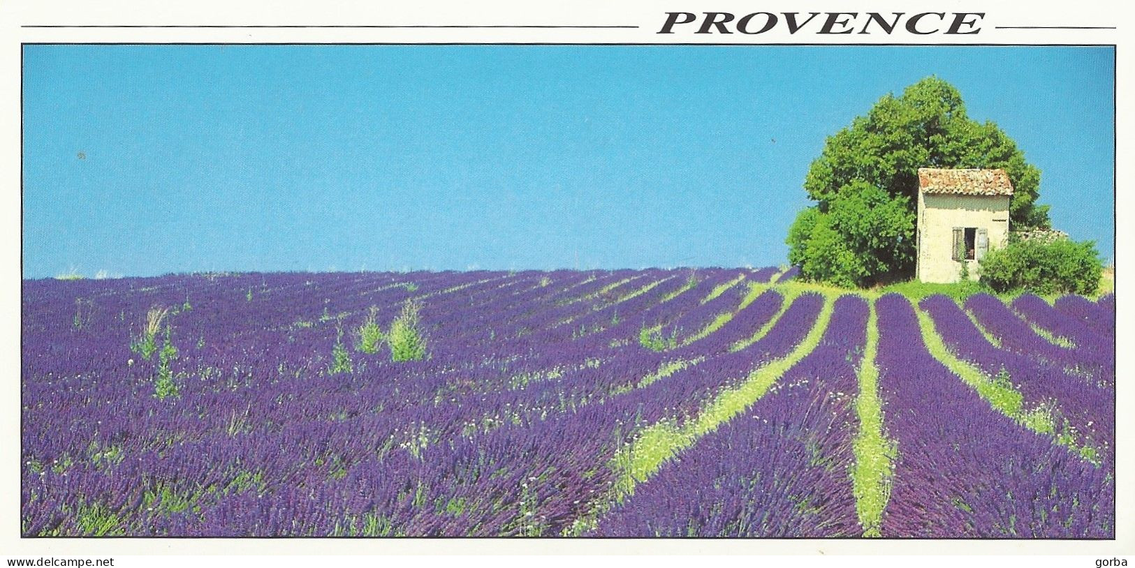 *CPM Grand Format - FRANCE - PACA - Champ De Lavande En PROVENCE Avec Mazet - Provence-Alpes-Côte D'Azur