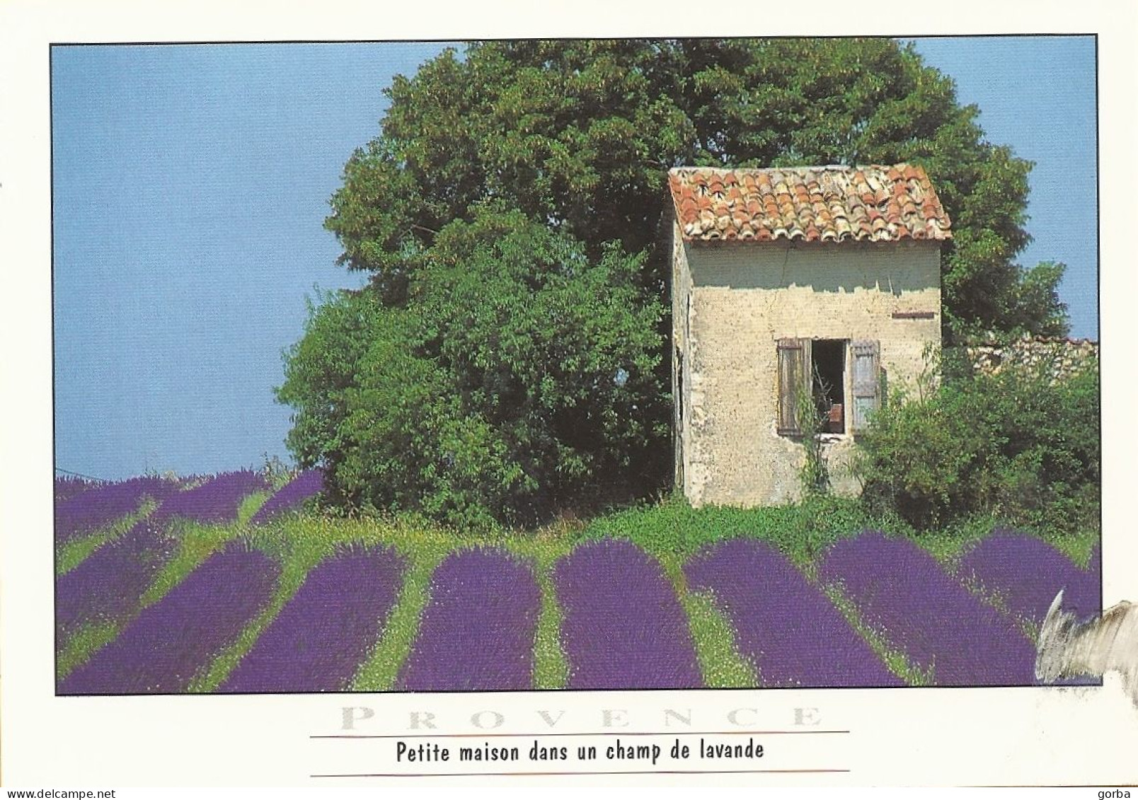 *CPM - FRANCE - PACA - PROVENCE - Petit Mas Dans Un Champ De Lavande - Provence-Alpes-Côte D'Azur