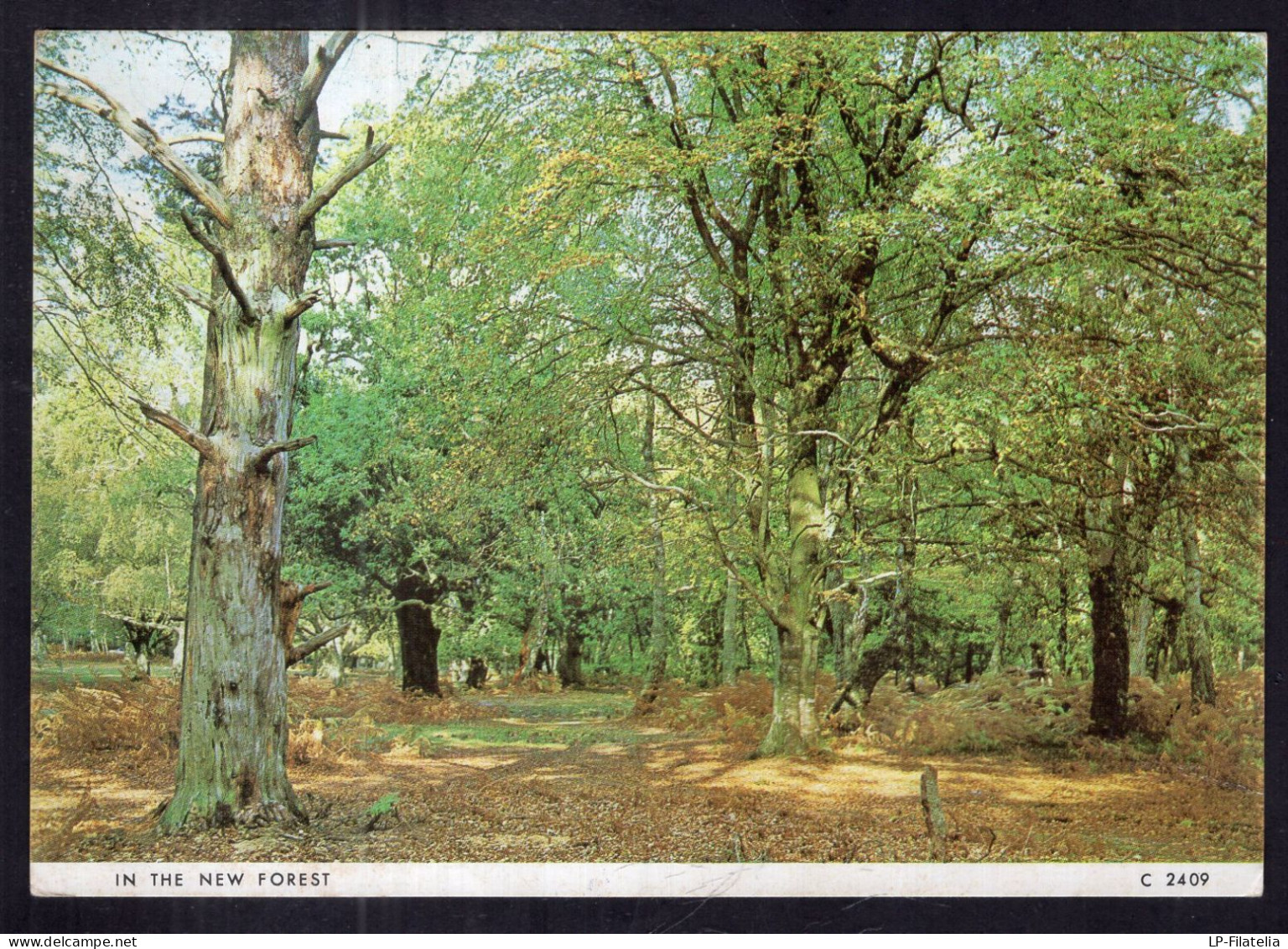 England - 1981 - In The New Forest - Other & Unclassified