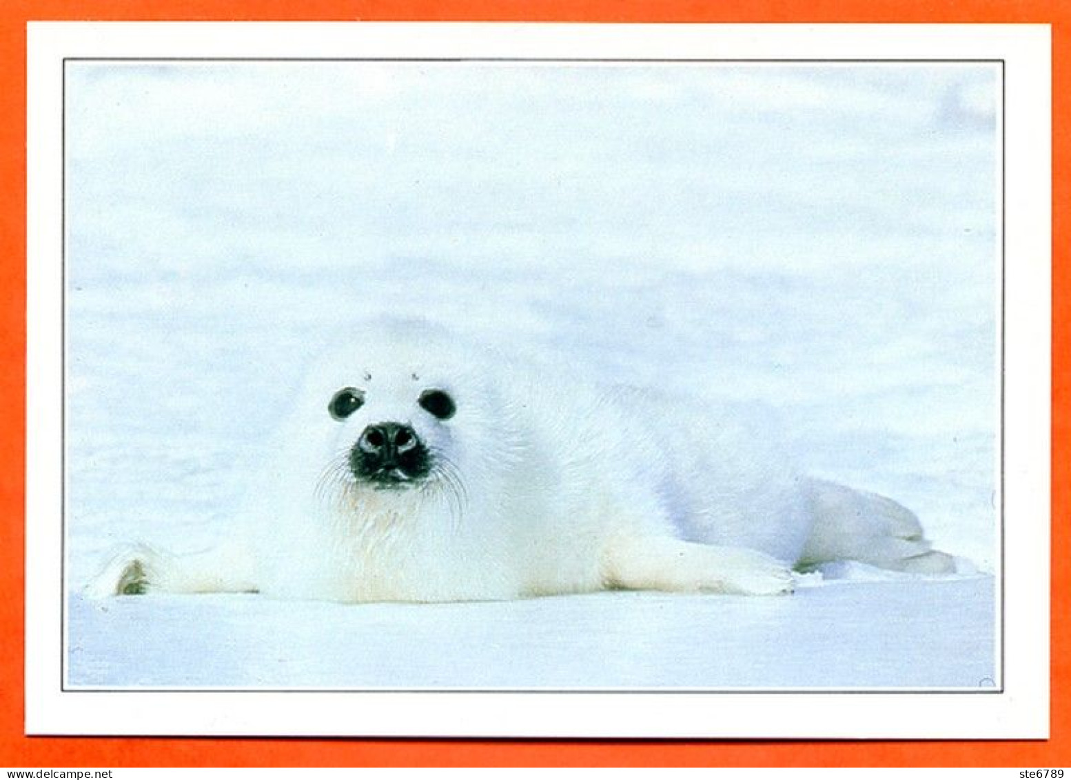 CANADA Phoque Labrador Fiche Illustree Documentée - Tiere