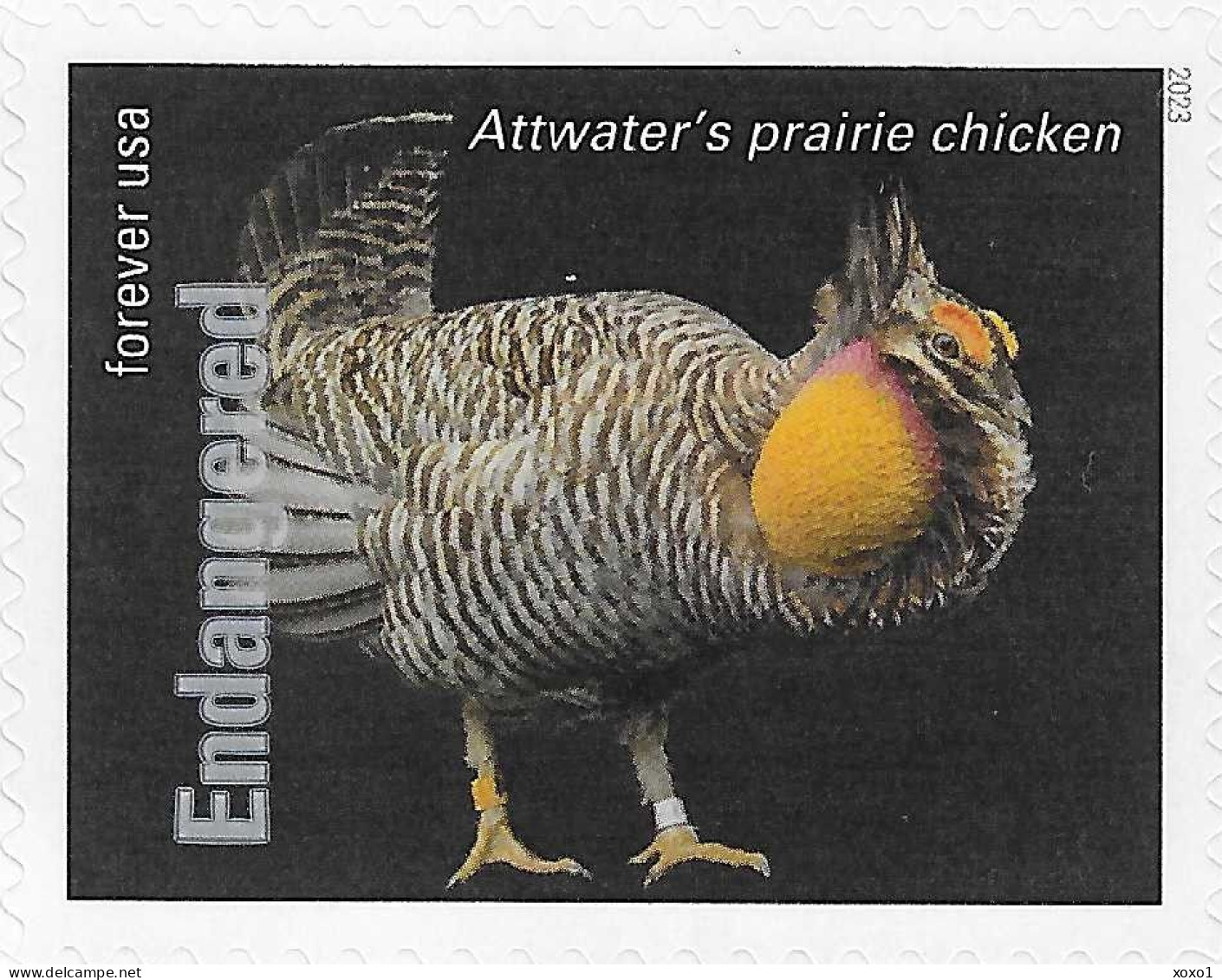 USA 2023 MiNr. 6067ba Endangered Species Birds Attwater's Prairie Chicken (Tympanuchus Cupido Attwateri) 1v MNH **1.4 € - Galline & Gallinaceo