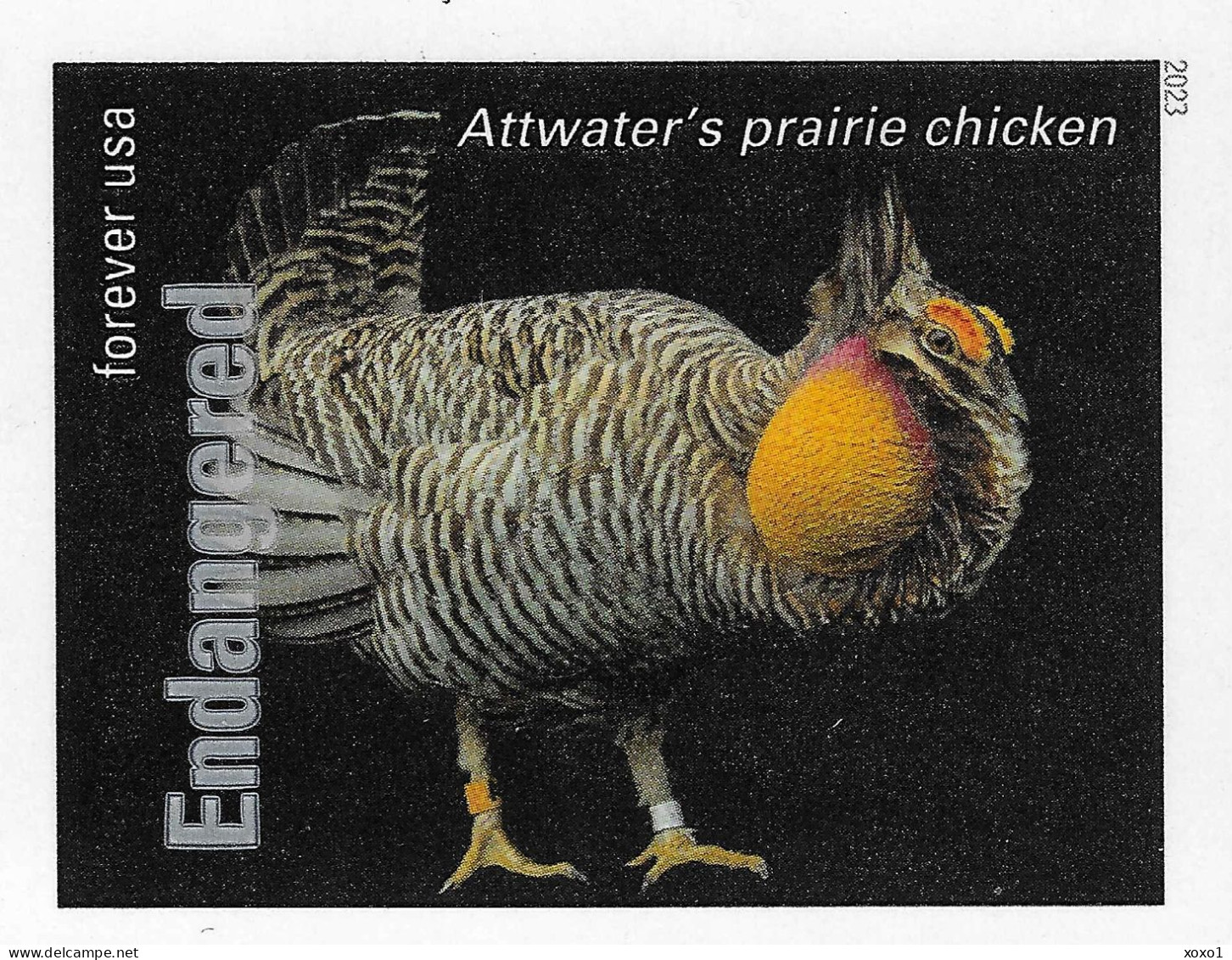 USA 2023 MiNr. 6067bb Endangered Species Birds Attwater's Prairie Chicken (Tympanuchus Cupido Attwateri) 1v MNH **1.4 € - Hühnervögel & Fasanen