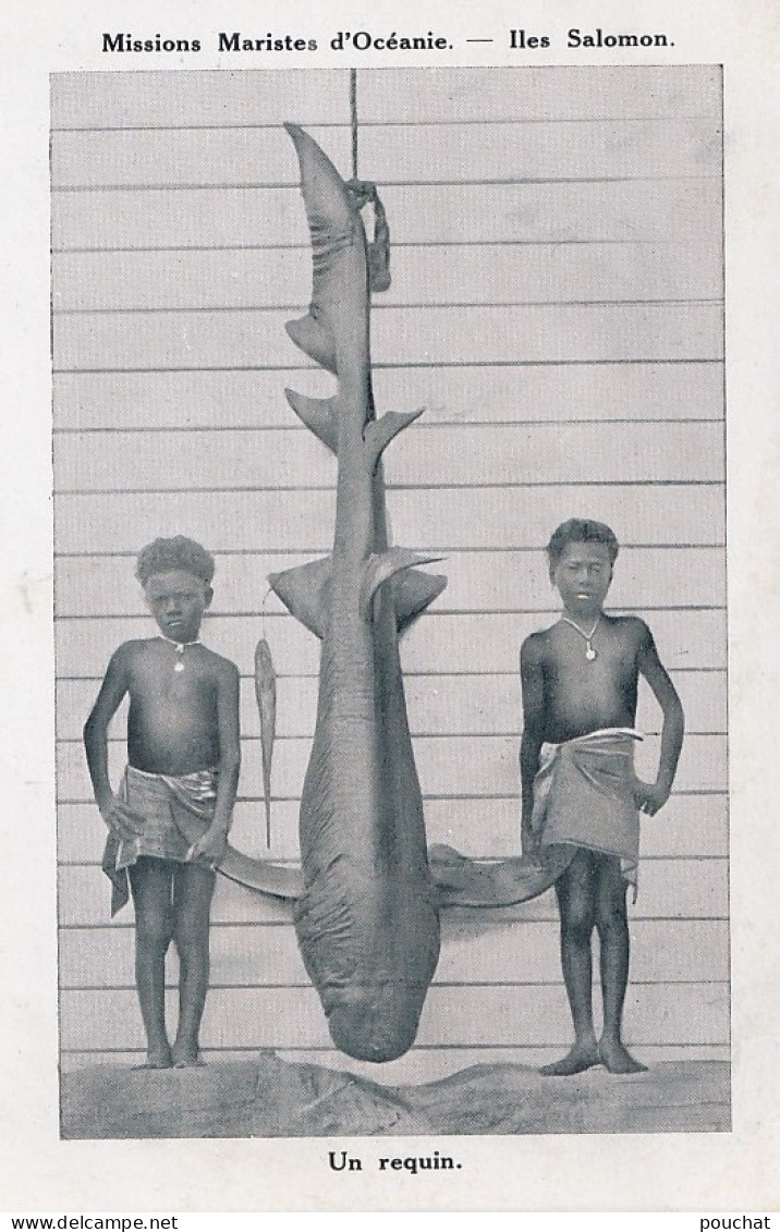 C5- MISSIONS MARISTES D ' OCEANIE - ILES SALOMON - UN REQUIN - ENFANTS  PRESENTATION D ' UN REQUIN - ( 2 SCANS ) - Solomon Islands