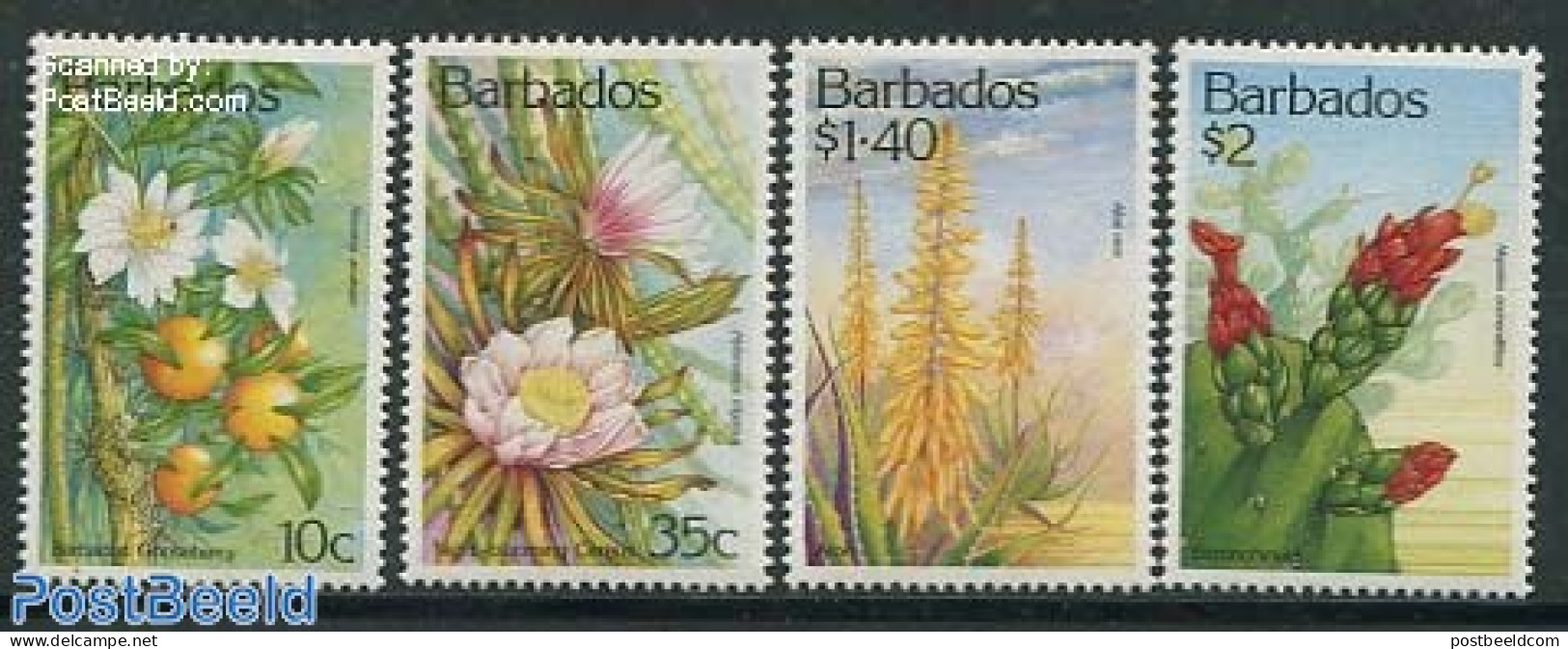 Barbados 1993 Cactus Flowers 4v, Mint NH, Nature - Cacti - Flowers & Plants - Sukkulenten