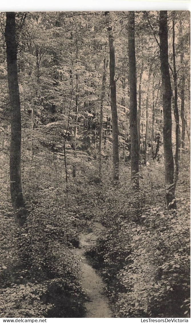 BELGIQUE - Forêt De Soignes - Auderghem - Vers De La Source De L'Empereur - Carte Postale Ancienne - Altri & Non Classificati