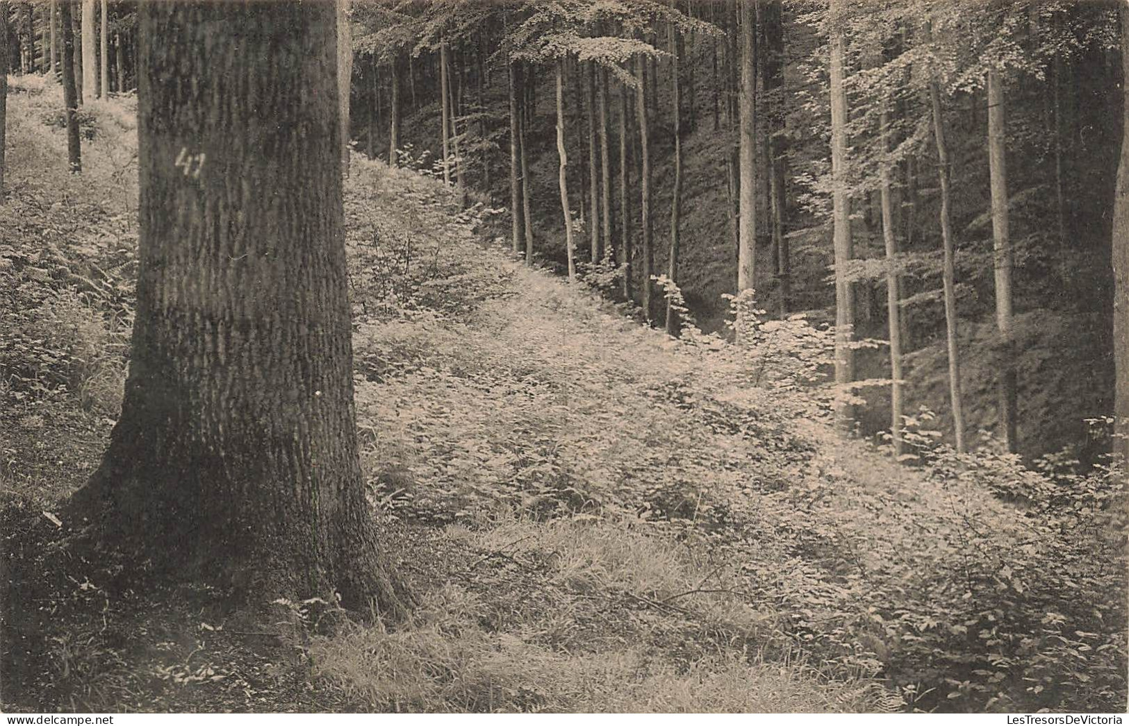 BELGIQUE - Forêt De Soignes - Auderghem - Au Dessus Du Vallon De La Sourdine - Carte Postale Ancienne - Autres & Non Classés