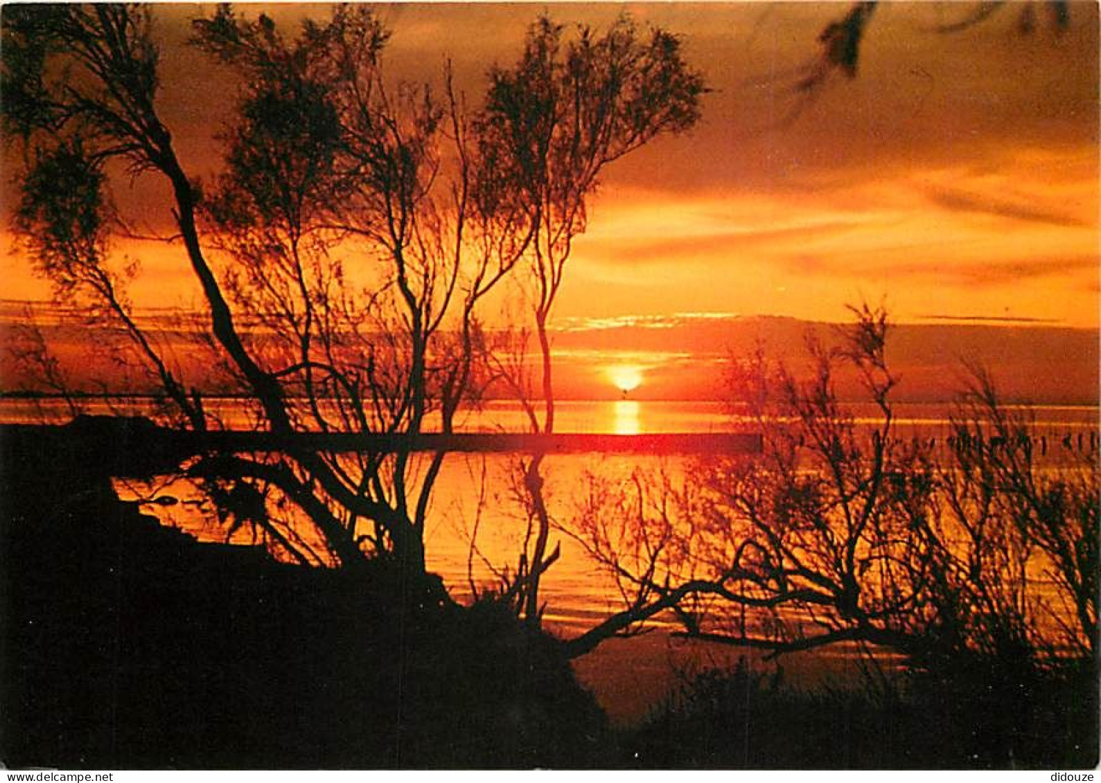 Coucher De Soleil - CPM - Voir Scans Recto-Verso - Contre La Lumière