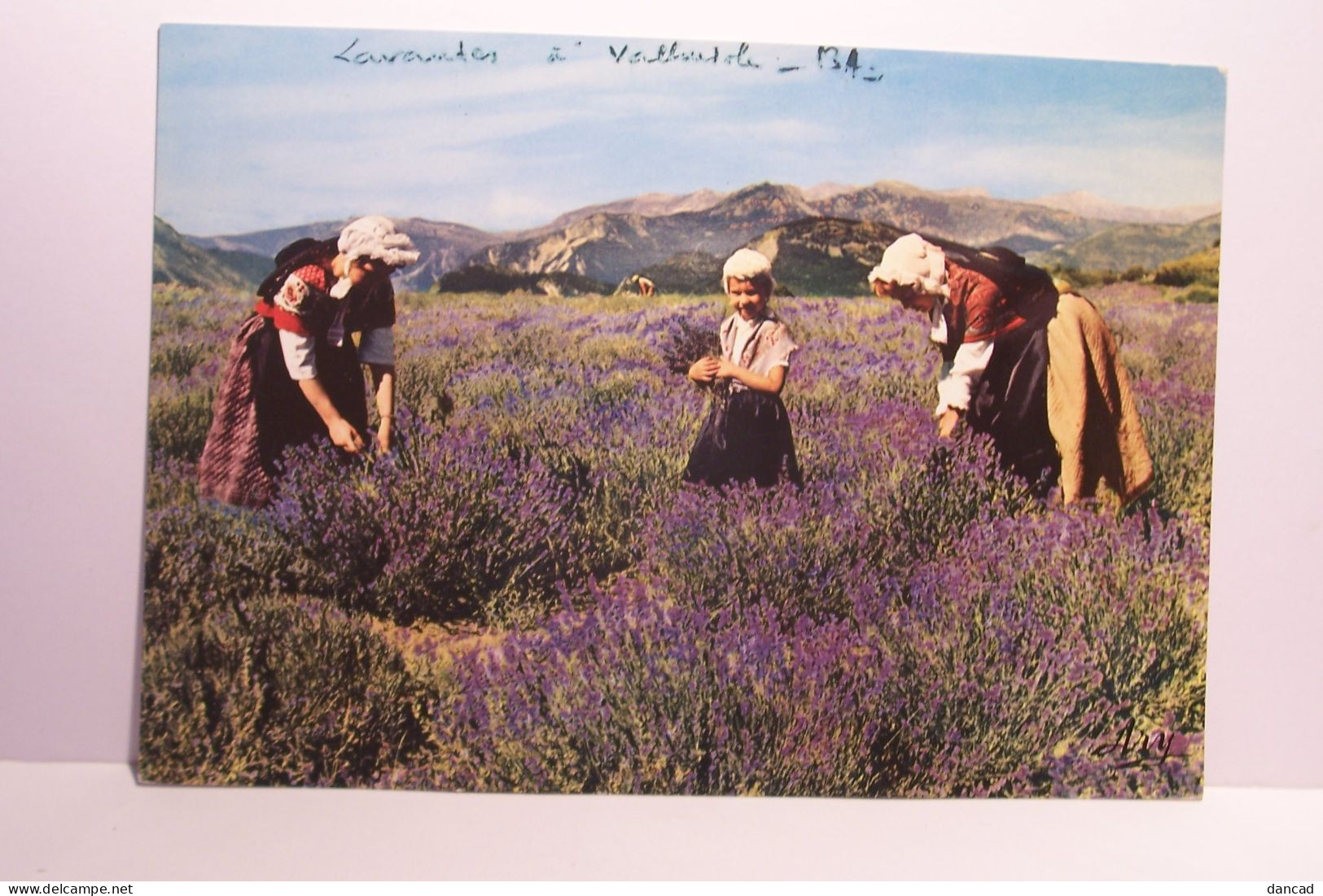 FOLKLORE  PROVENCAL  - Cueillette De La LAVANDE  -( VALENSOLE ??  ) ( Pas De Reflet Sur L'original ) - Provence-Alpes-Côte D'Azur