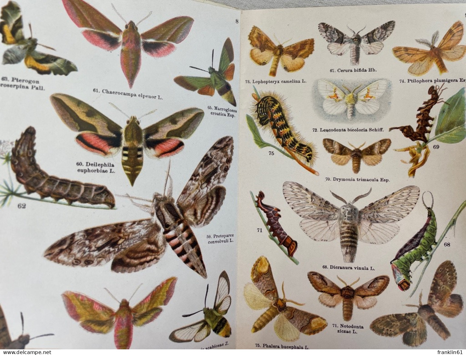 Schreibers Kleiner Atlas Der Schmetterlinge Und Raupen; Heft 1. - Animales