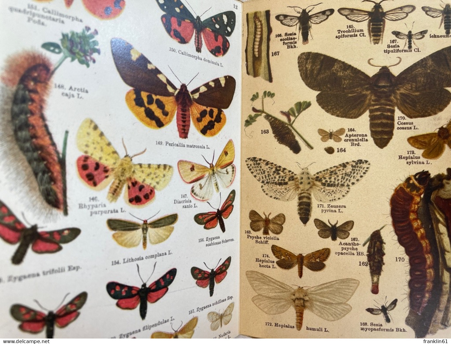 Schreibers Kleiner Atlas Der Schmetterlinge Und Raupen; Heft 2. - Animales