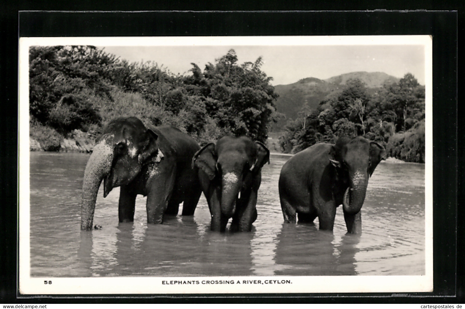 AK Elefanten überqueren Einen Fluss Auf Ceylon  - Éléphants