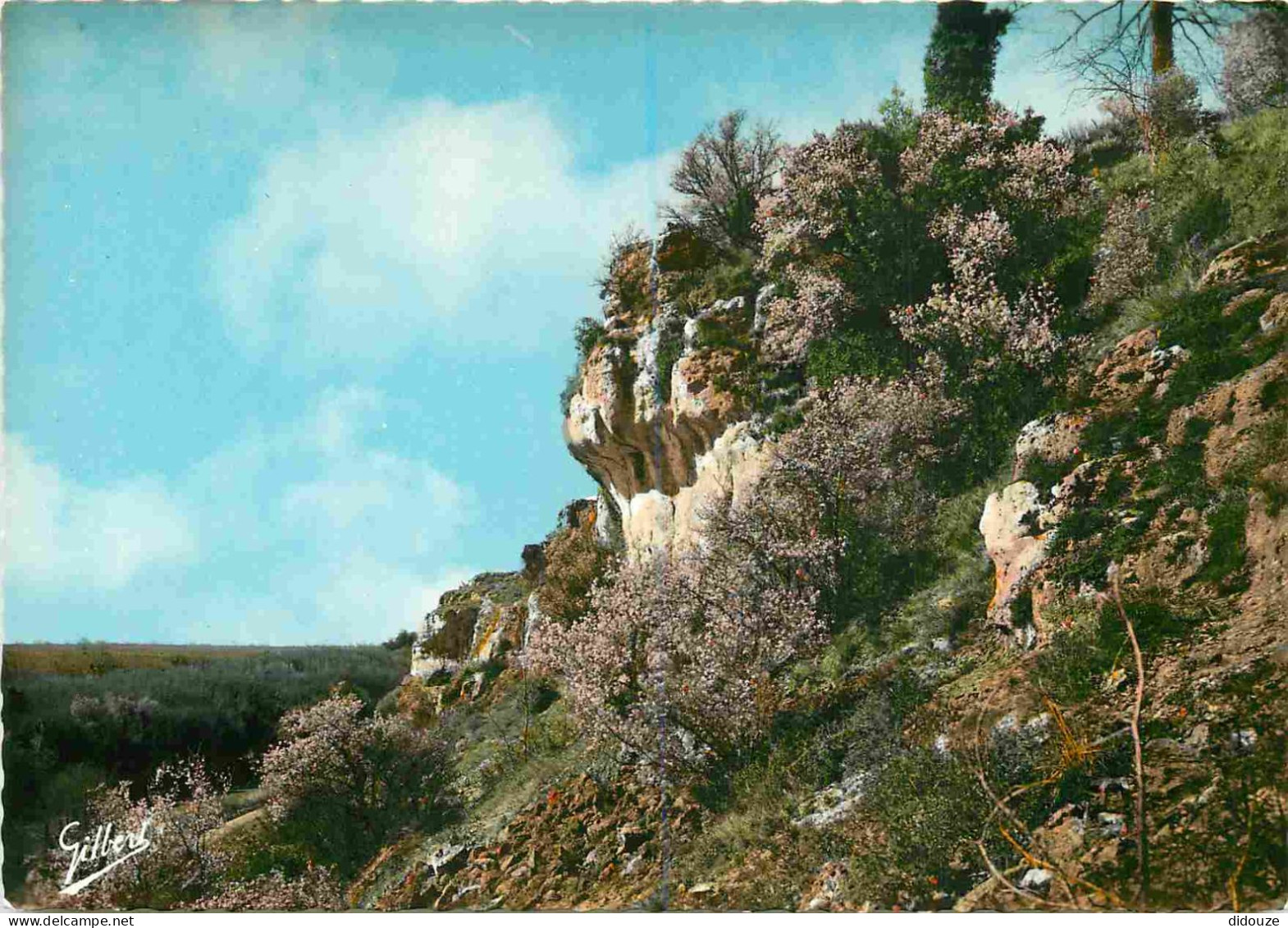 16 - Chateauneuf Sur Charente - Les Rochers De La Font Qui Pisse - Mention Photographie Véritable - Carte Dentelée - CPS - Chateauneuf Sur Charente