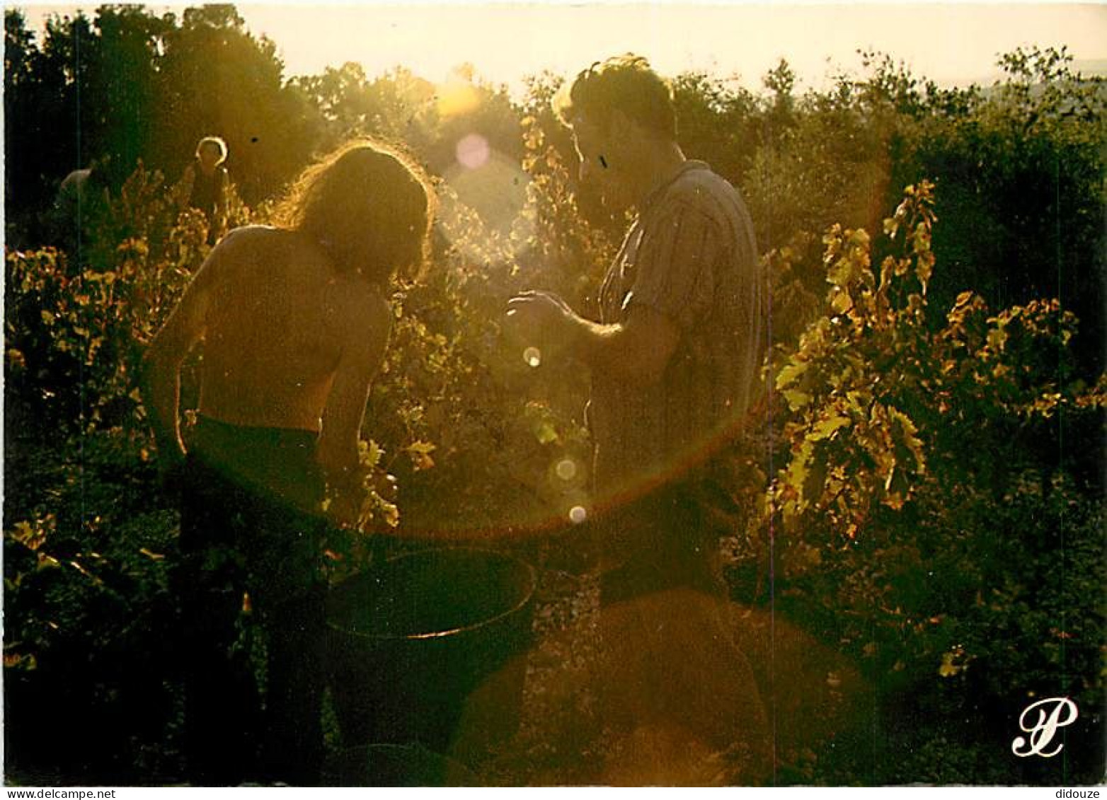 Vignes - Carte Prestique Languedoc - Scènes De Vendanges - CPM - Voir Scans Recto-Verso - Vignes