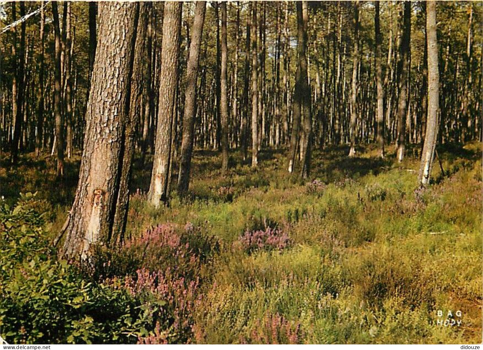 Forêt - Arbres - CPM - Voir Scans Recto-Verso - Bomen