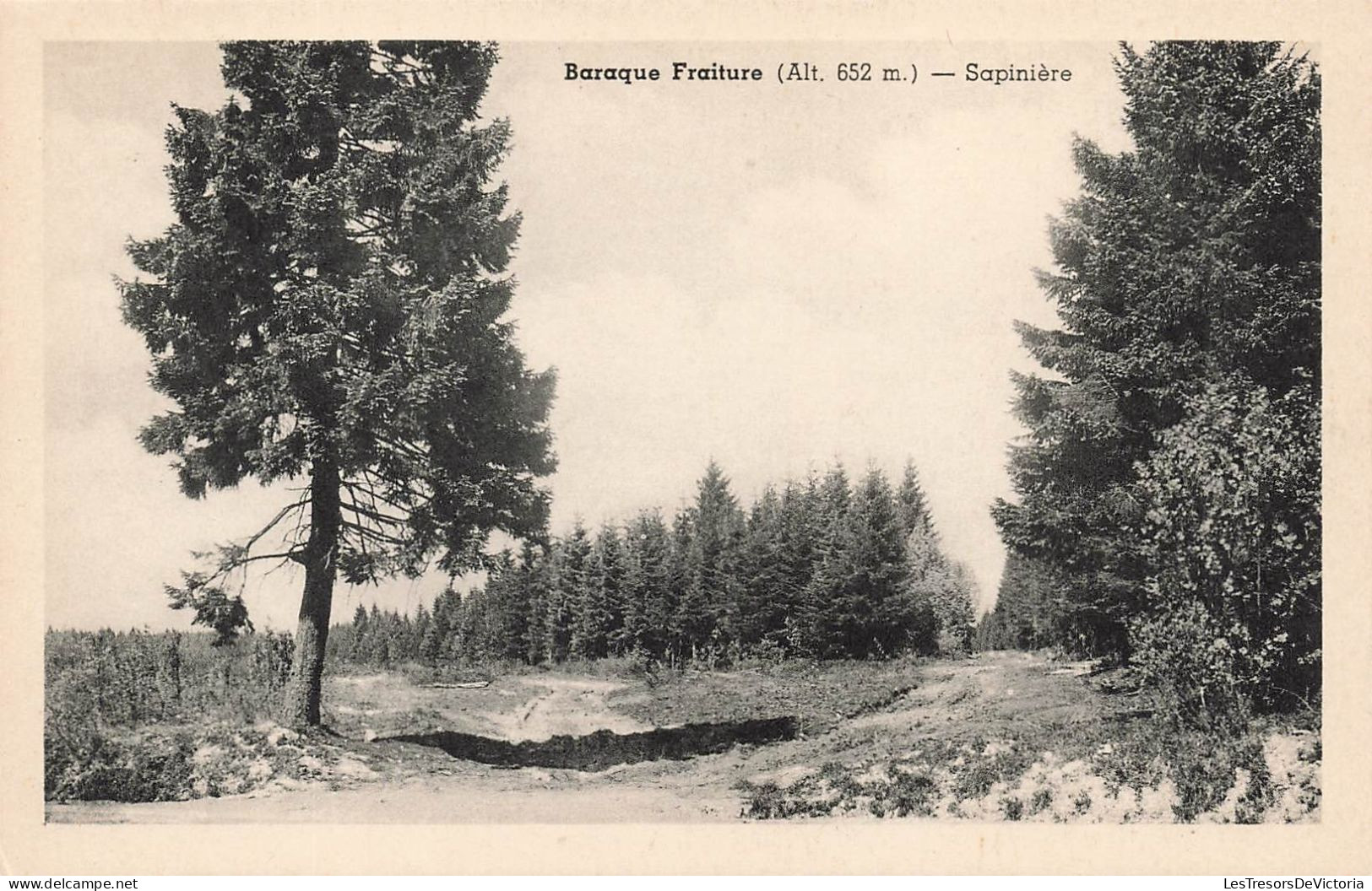 BELGIQUE - Lierneux - Baraque Fraiture - Sapinière - Carte Postale Ancienne - Lierneux