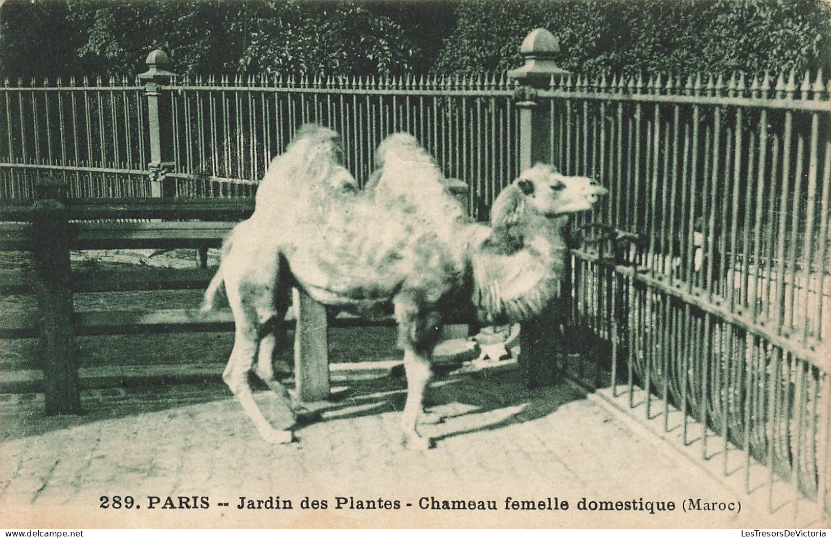 FRANCE - Paris - Jardin Des Plantes - Chameau Femelle Domestique - Carte Postale Ancienne - Autres & Non Classés