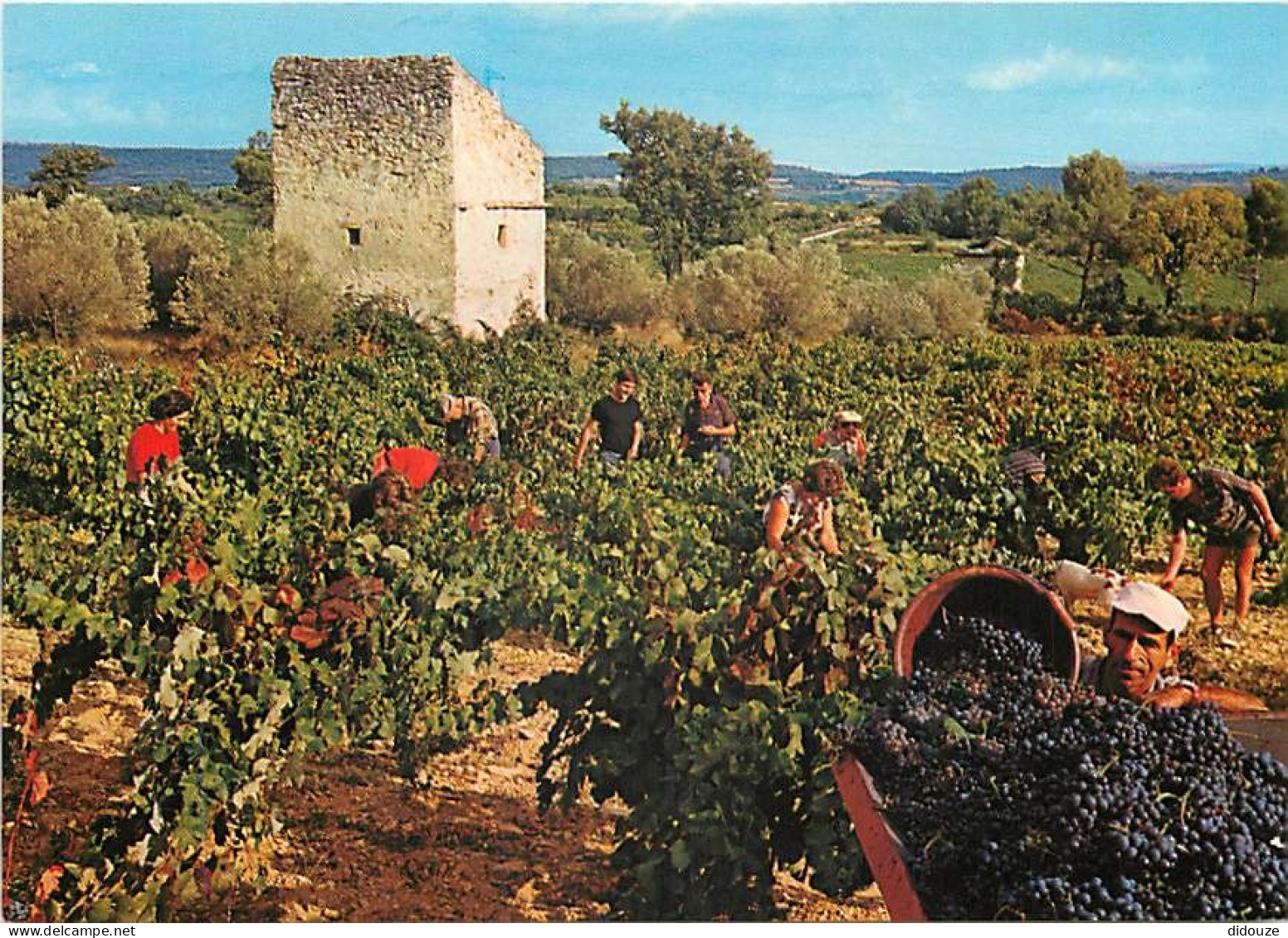 Vignes - Scènes De Vendanges - CPM - Voir Scans Recto-Verso - Vignes