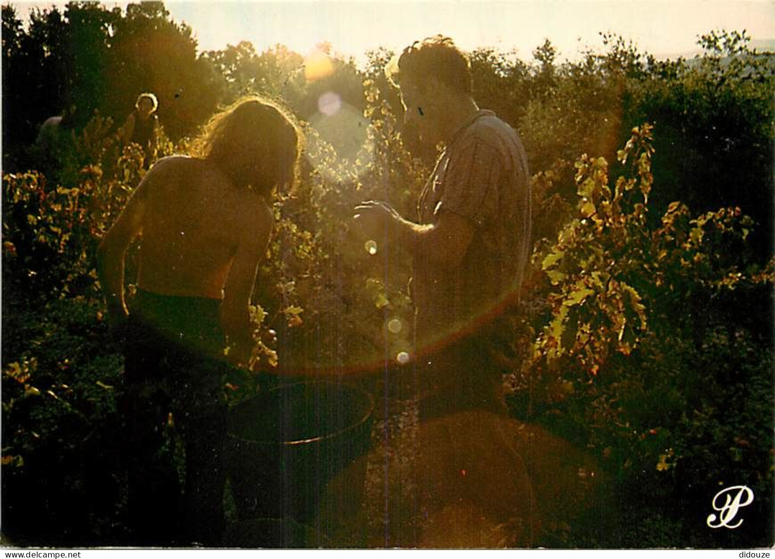 Vignes - Scènes De Vendanges - Les Vendanges En Languedoc - Prestige Languedoc - CPM - Carte Neuve - Voir Scans Recto-Ve - Vignes