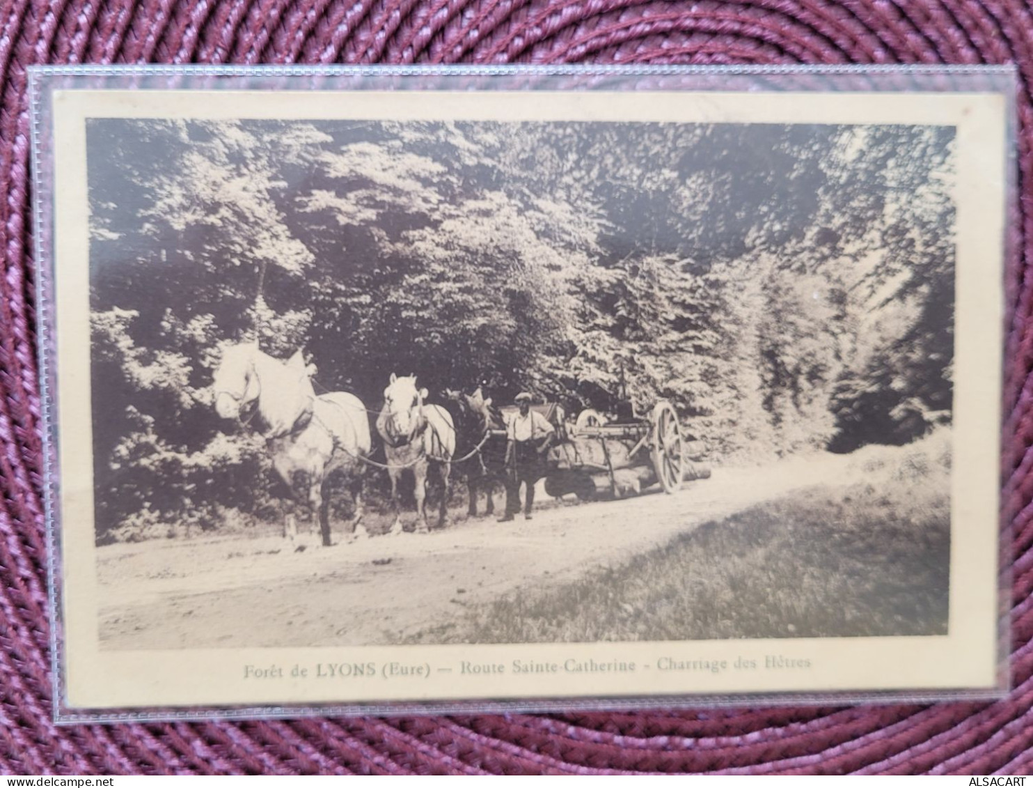 Foret De Lyons , Charriage De Hêtres , Attelage De Chevaux - Lyons-la-Forêt