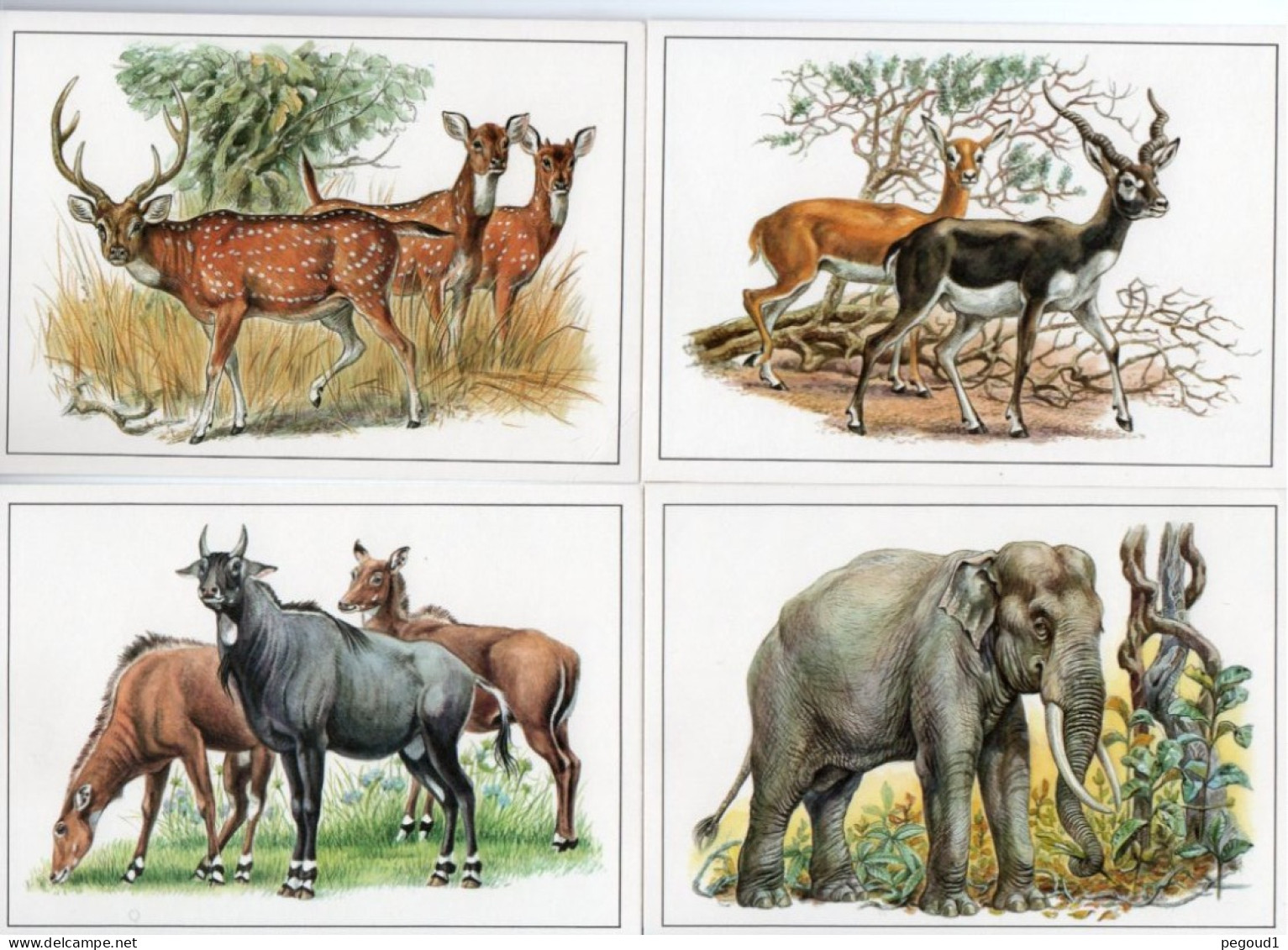 ANIMAL . LOT 57 CARTES POSTALES. LIVRAISON OFFERTE   Achat Immédiat - 5 - 99 Cartoline