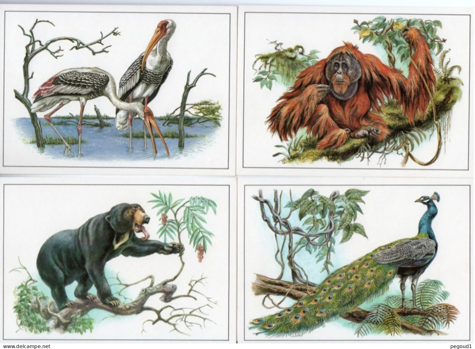 ANIMAL . LOT 57 CARTES POSTALES. LIVRAISON OFFERTE   achat immédiat