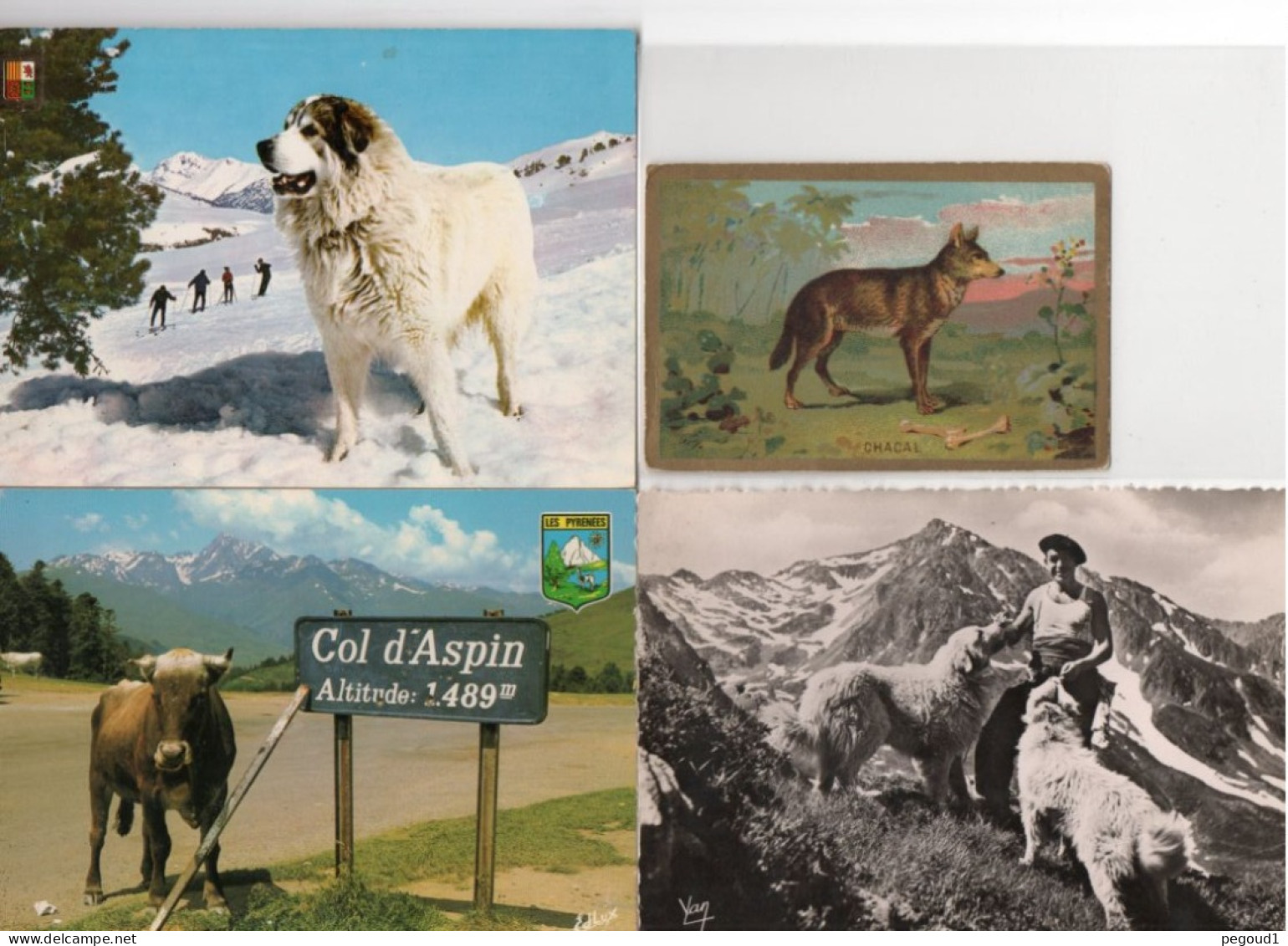 ANIMAL . LOT 57 CARTES POSTALES. LIVRAISON OFFERTE   achat immédiat