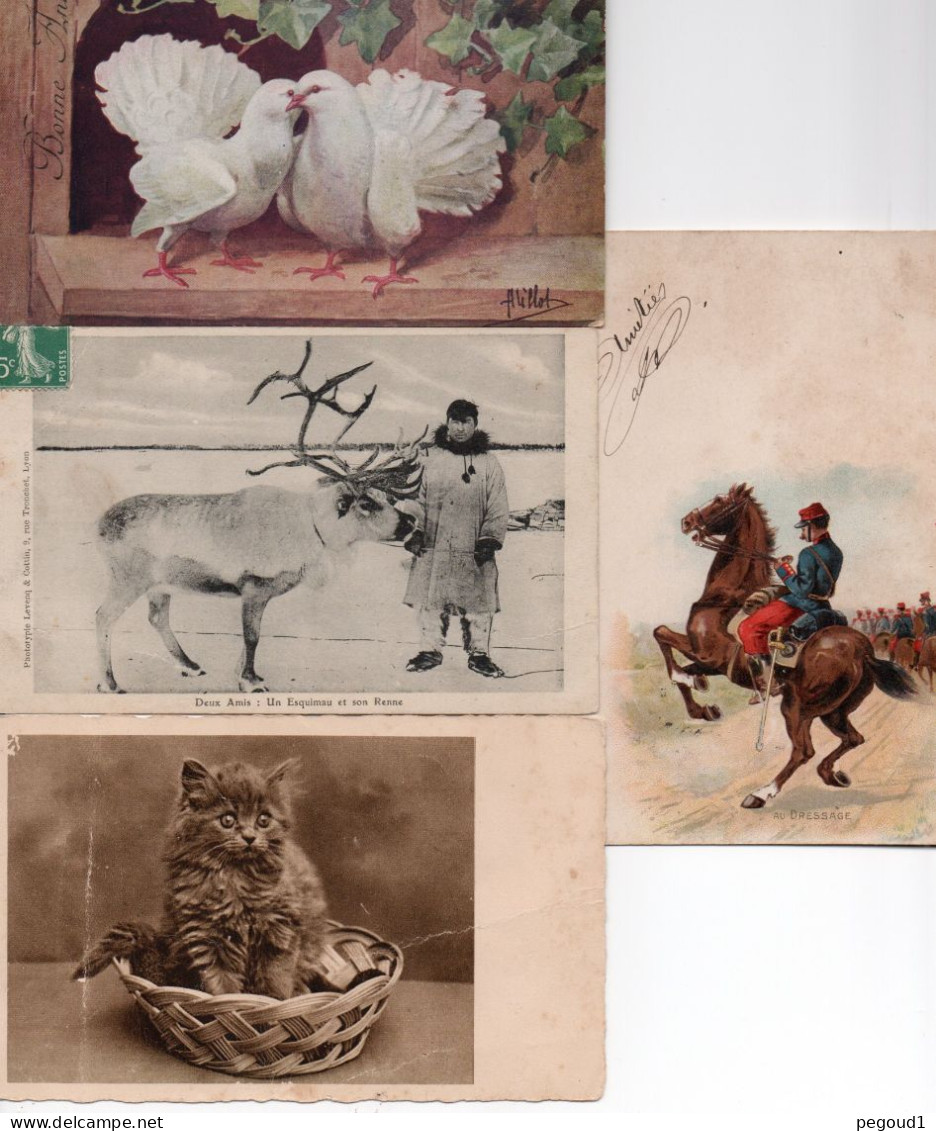 ANIMAL . LOT 57 CARTES POSTALES. LIVRAISON OFFERTE   achat immédiat