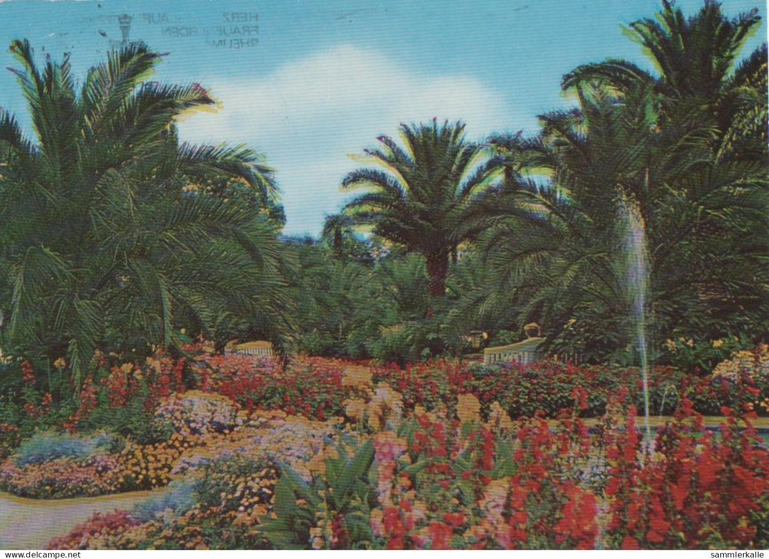 25927 - Bad Pyrmont - Palmengarten - 1982 - Bad Pyrmont