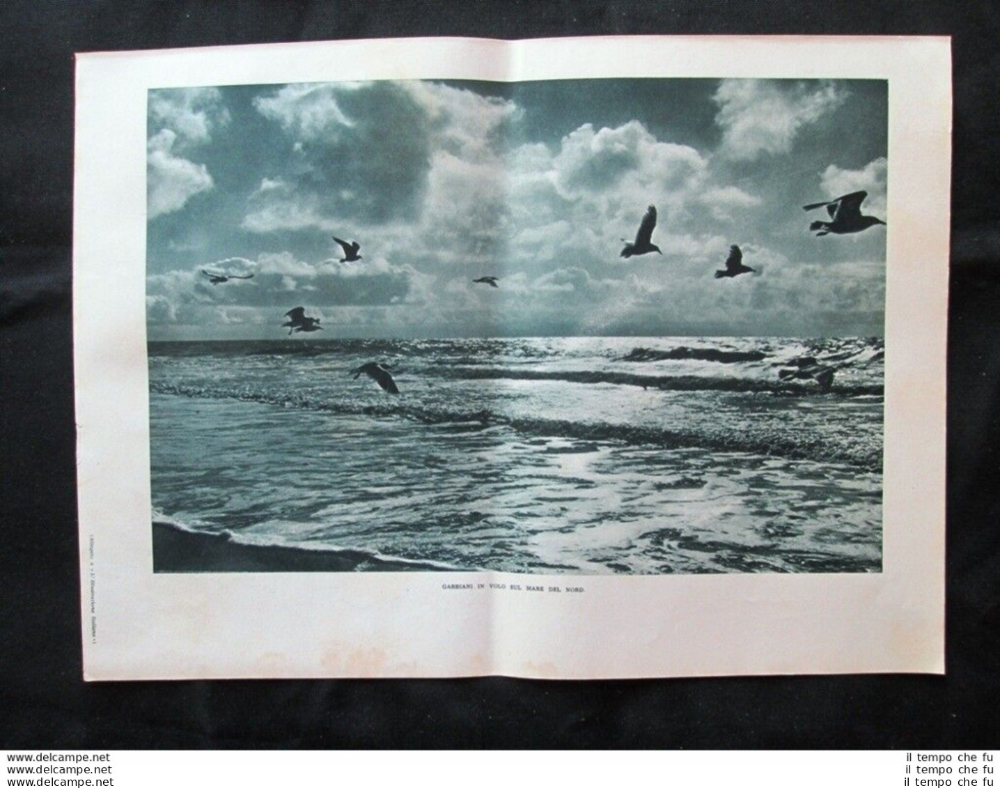 Gabbiani In Volo Sul Mare Del Nord + Furia Sulle Coste Danesi Stampa Del 1935 - Autres & Non Classés