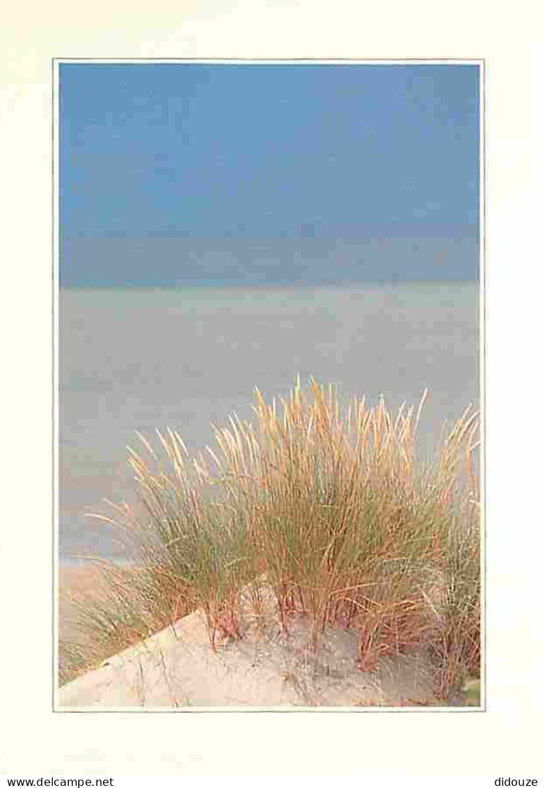 59 - Bray Dunes - Plage - Dunes - Carte Neuve - CPM - Voir Scans Recto-Verso - Bray-Dunes