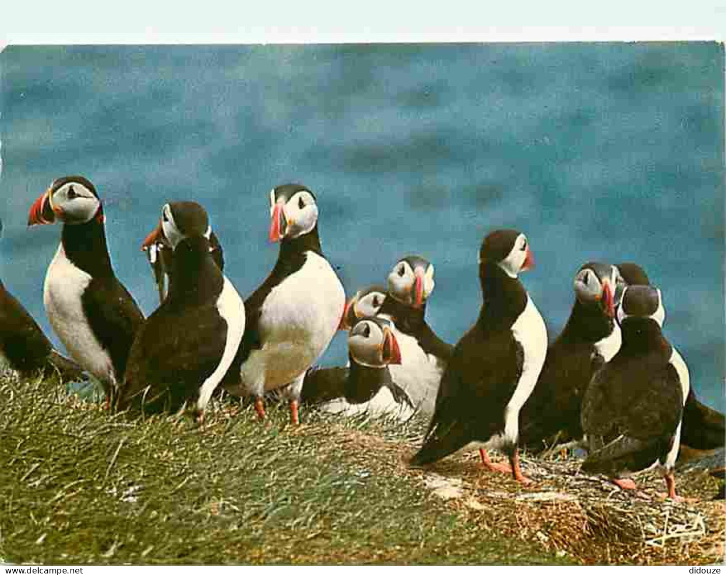 Animaux - Oiseaux - Macareux Moine - Puffin - Bretagne - CPM - Voir Scans Recto-Verso - Vögel