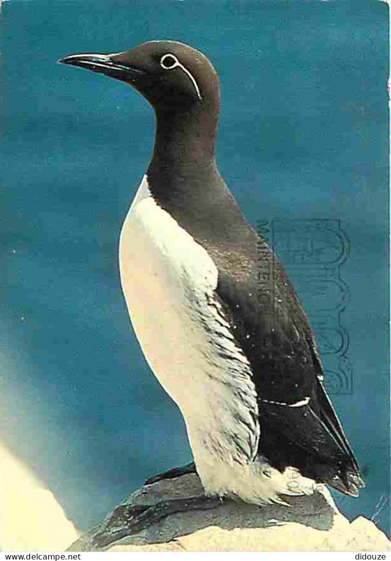 Animaux - Oiseaux - Guillemots De Troïl - Flamme Postale De Quiberon - CPM - Voir Scans Recto-Verso - Vögel