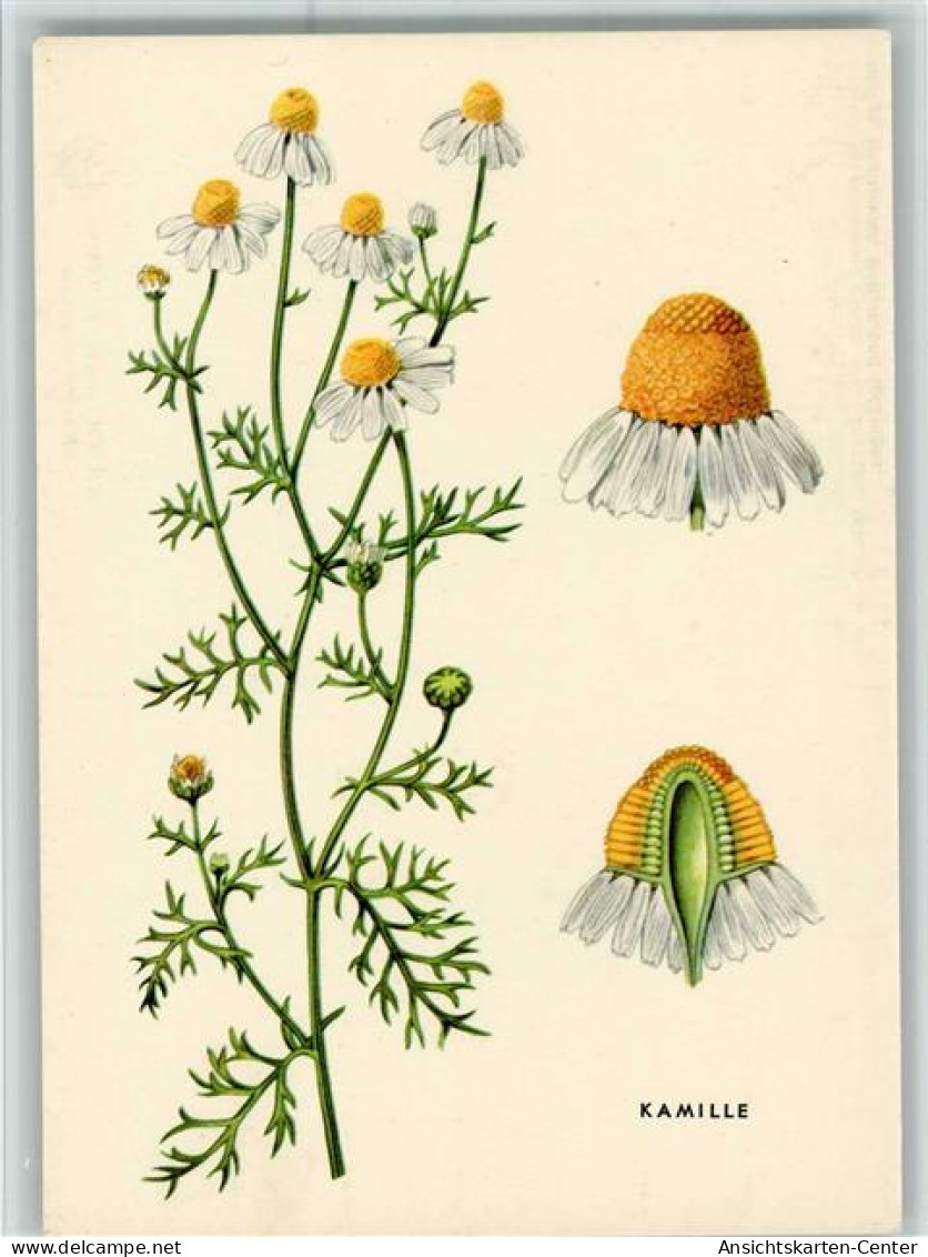 10518202 - Blumen  Kamille - Santé