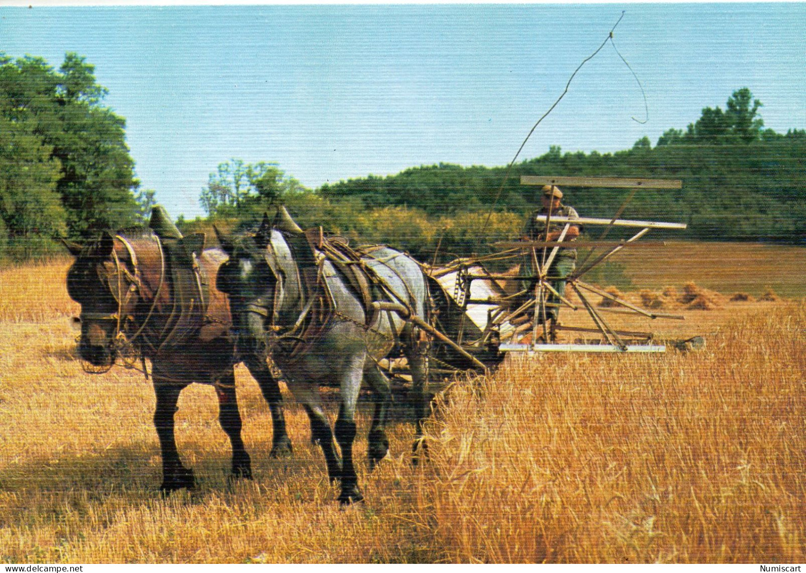 Agriculture Agricole Animée La Moisson Attelage Chevaux - Landwirtschaftl. Anbau